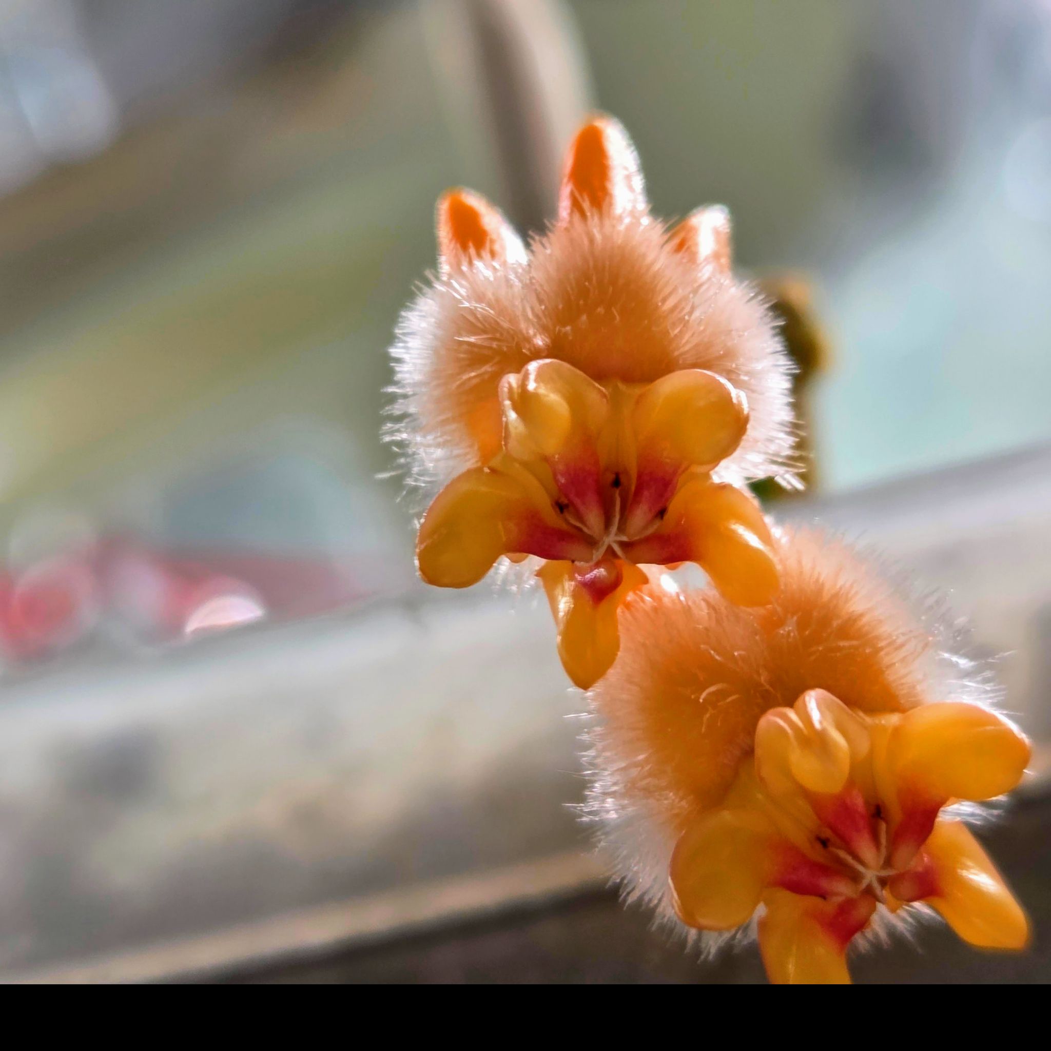 Photo of the plant species Hairy-Flowered Hoya by @SuppleMoonglow named *Lasiantha on Greg, the plant care app