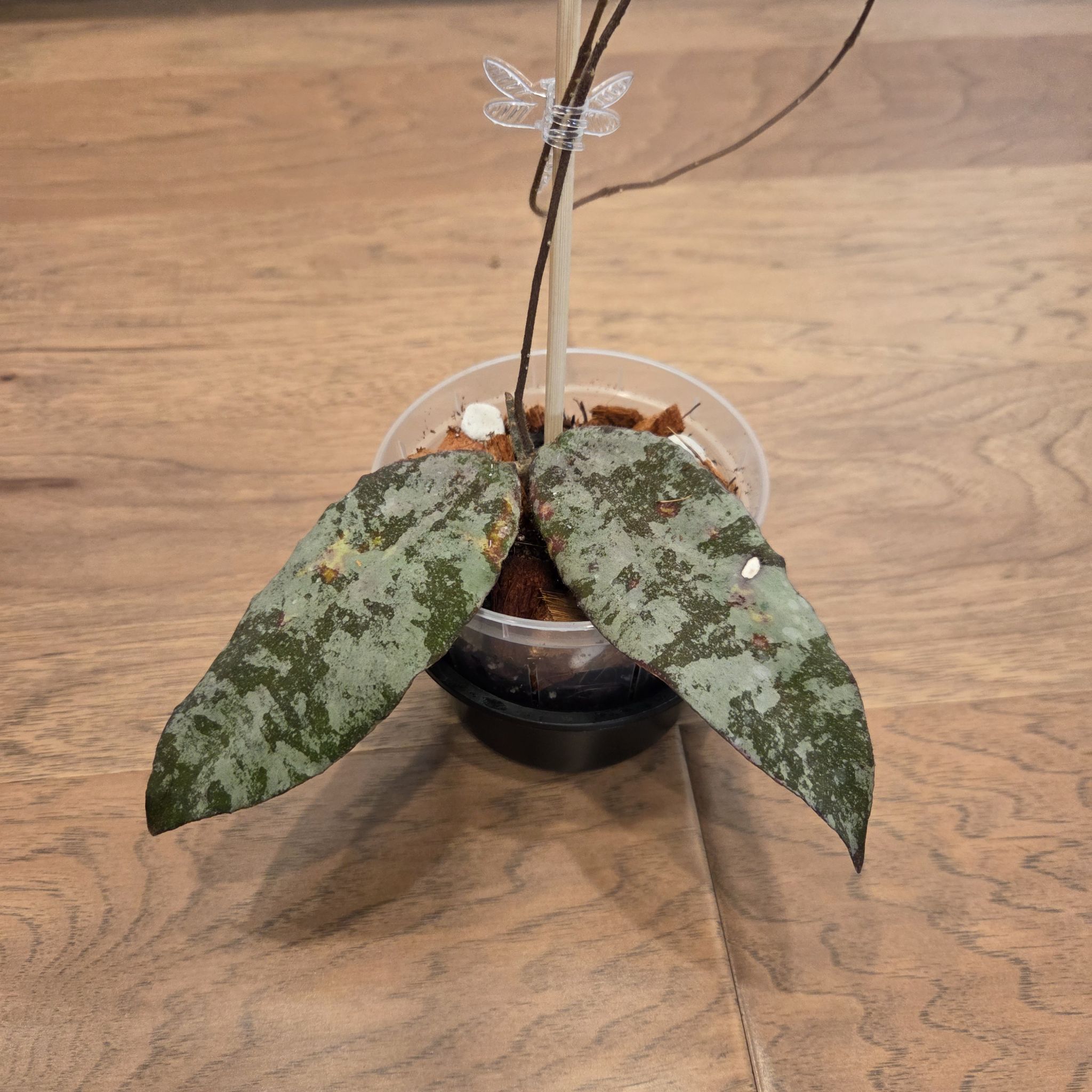 Photo of the plant species Hoya caudata 'Silver' by @SuppleMoonglow named Caudata Silver on Greg, the plant care app