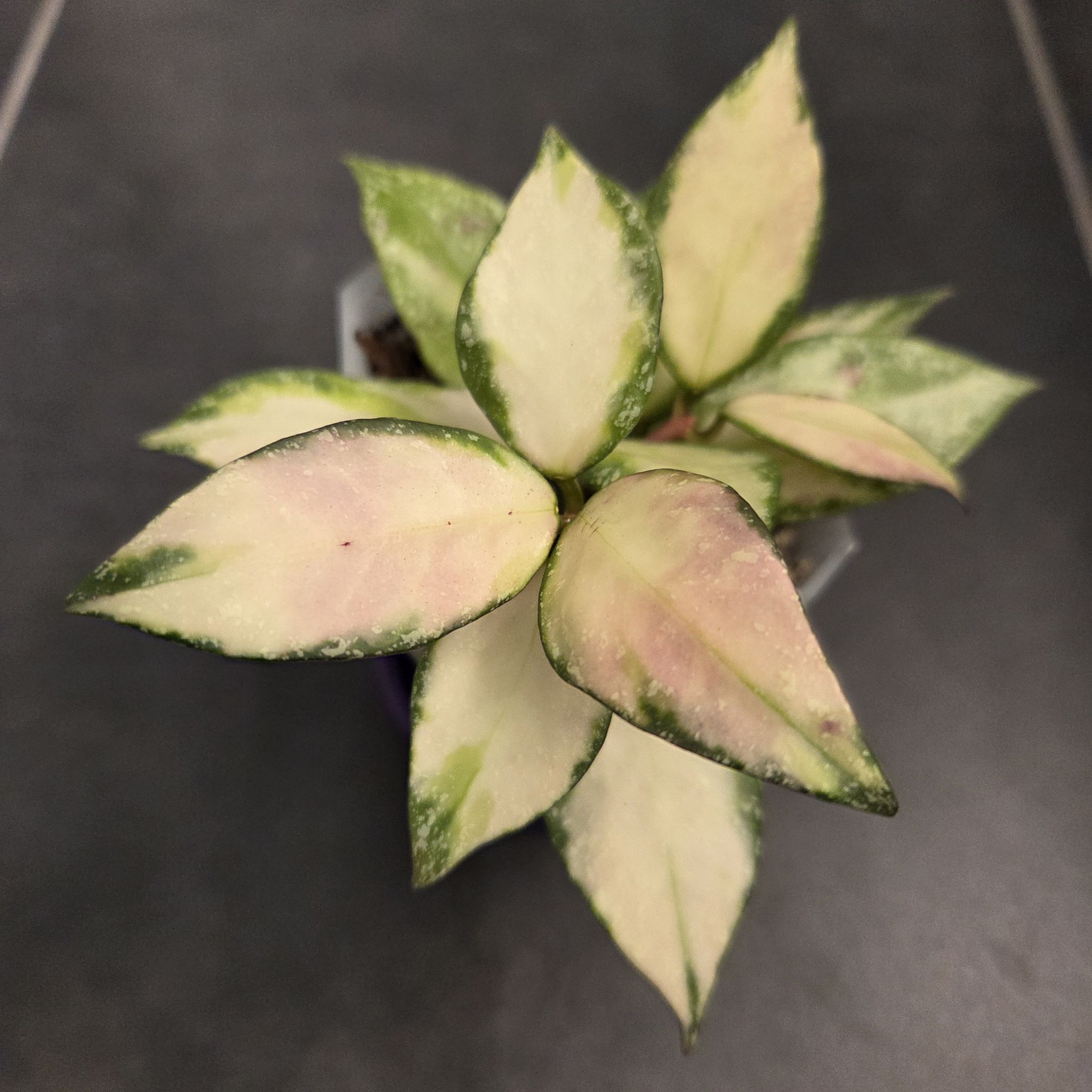 Photo of the plant species waxplant by @SuppleMoonglow named Eva - nabawanensis variegated on Greg, the plant care app