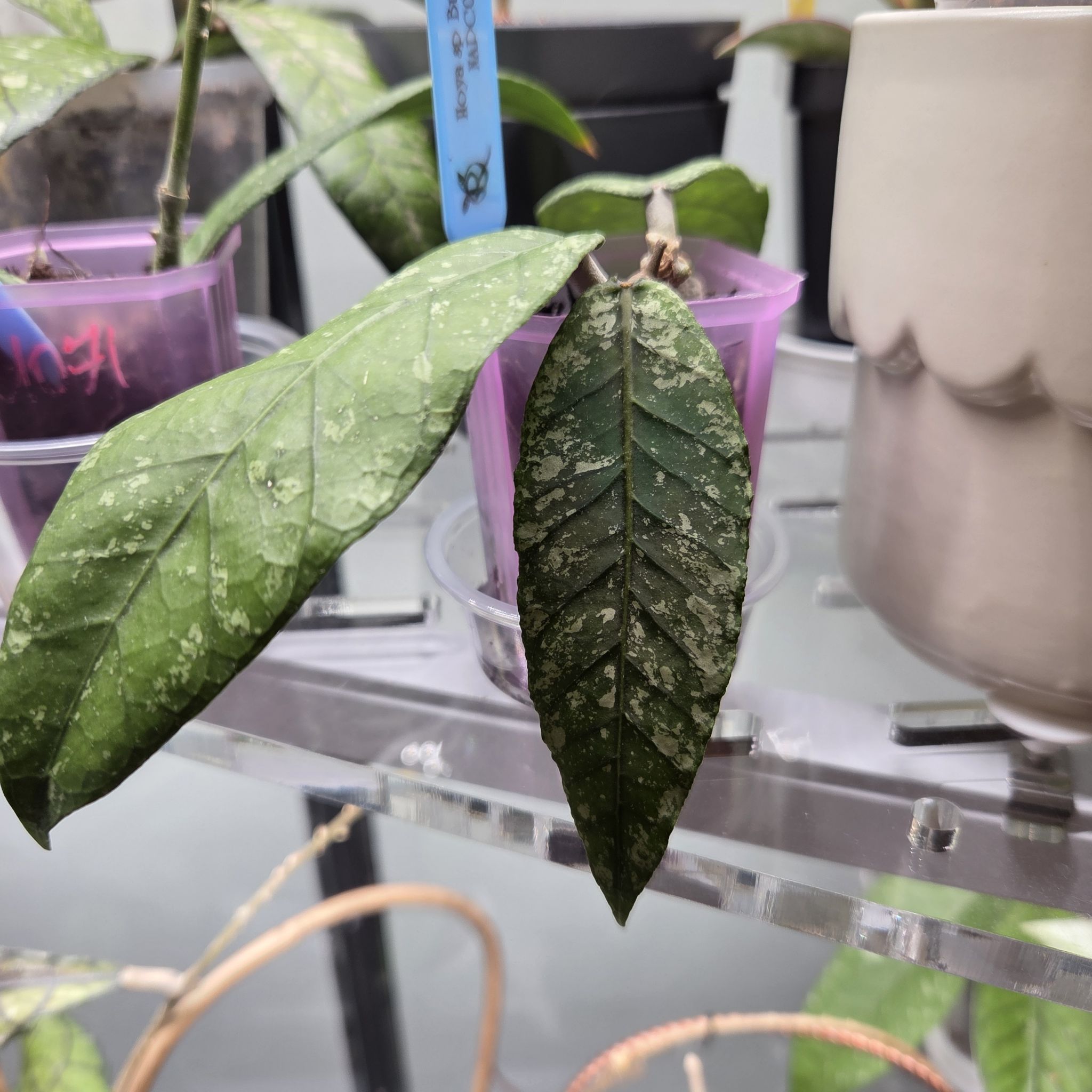 Photo of the plant species Hoya sp. Bur Kapi NAPCO61 by @SuppleMoonglow named Bur Kapi NAPC061 on Greg, the plant care app
