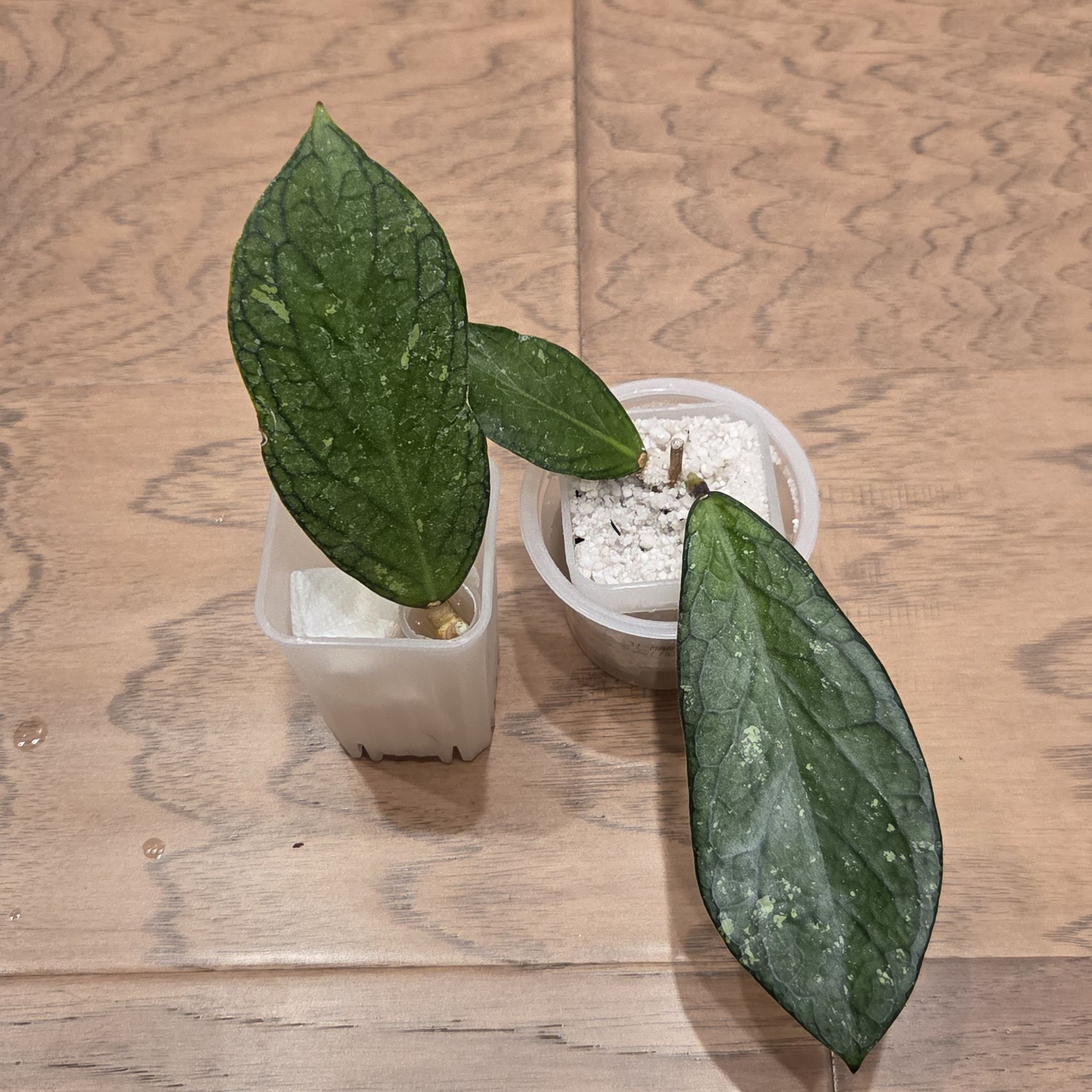 Photo of the plant species Hoya 'Limau Kapas' by @SuppleMoonglow named Limau Kapas on Greg, the plant care app