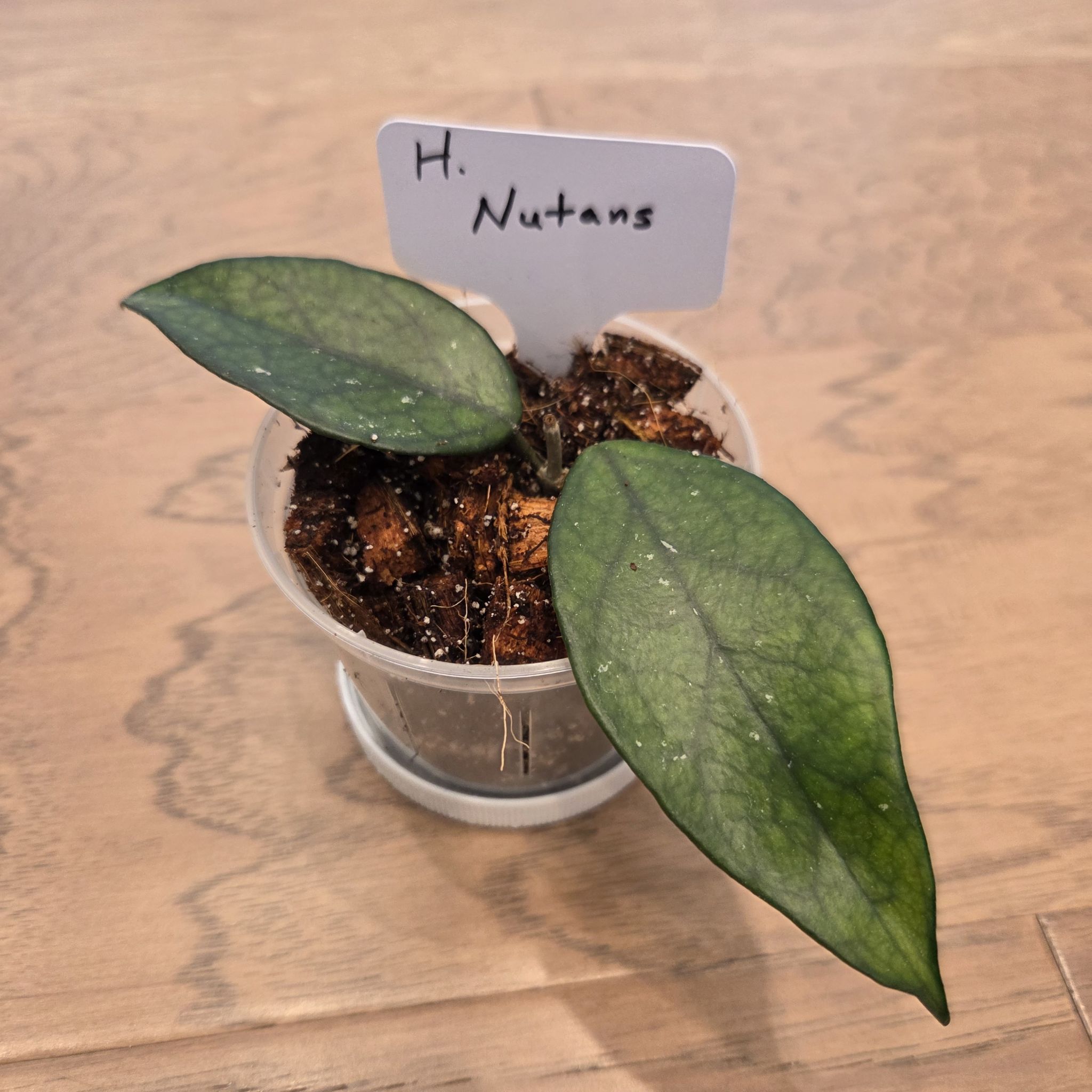 Photo of the plant species Hoya nutans by @SuppleMoonglow named Newton on Greg, the plant care app