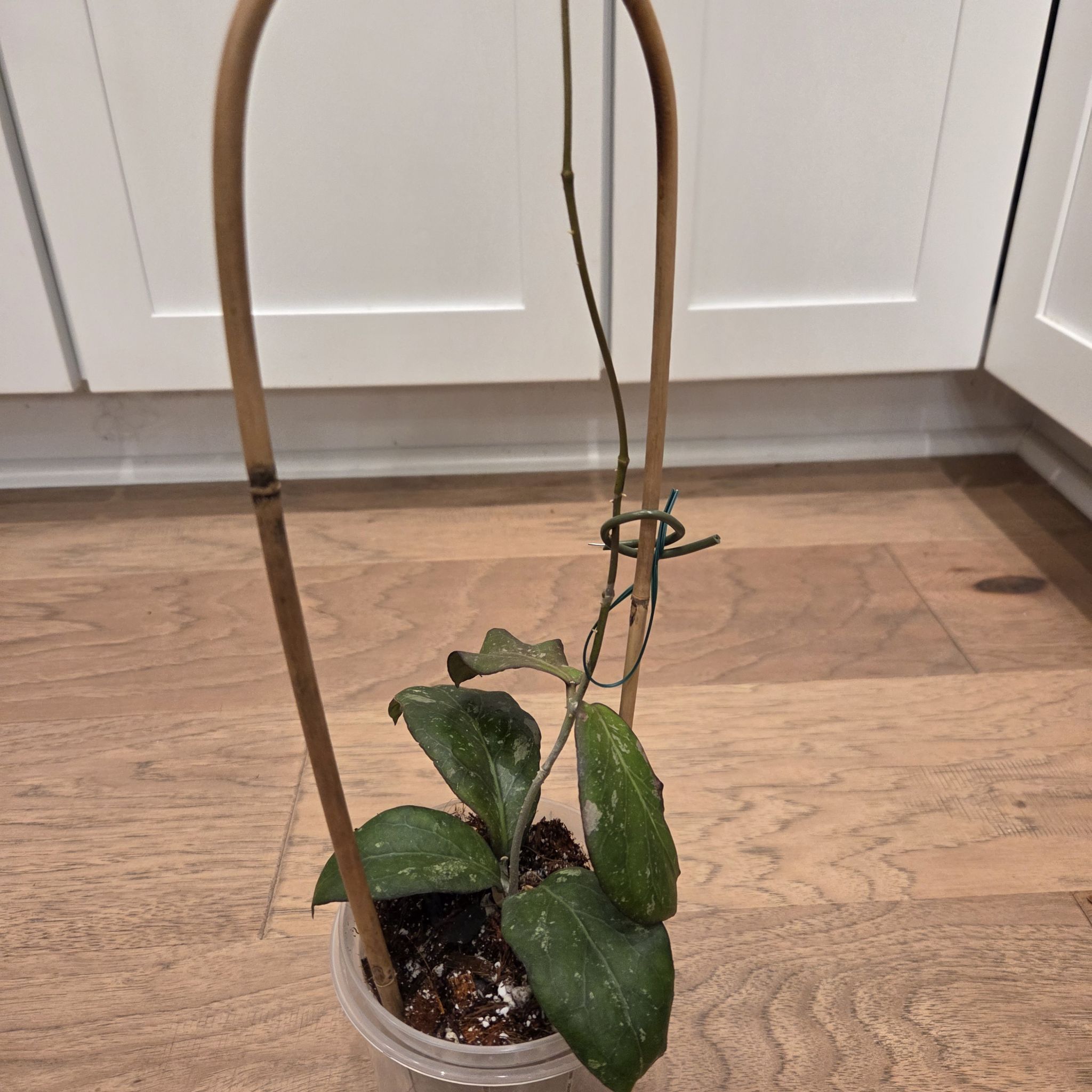 Photo of the plant species Hoya 'Swiffer’s Treat' by @SuppleMoonglow named Swiffer's Treat on Greg, the plant care app