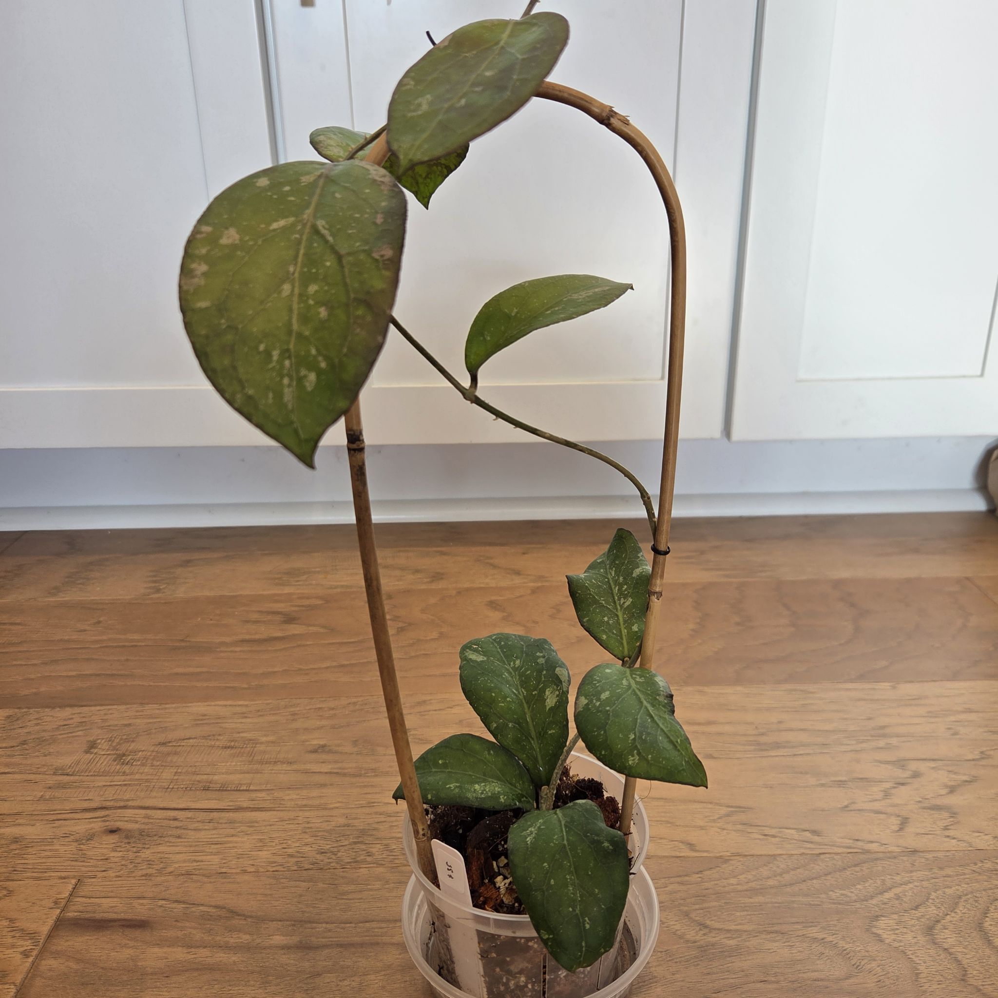 Photo of the plant species Hoya 'Swiffer’s Treat' by @SuppleMoonglow named Swiffer's Treat on Greg, the plant care app