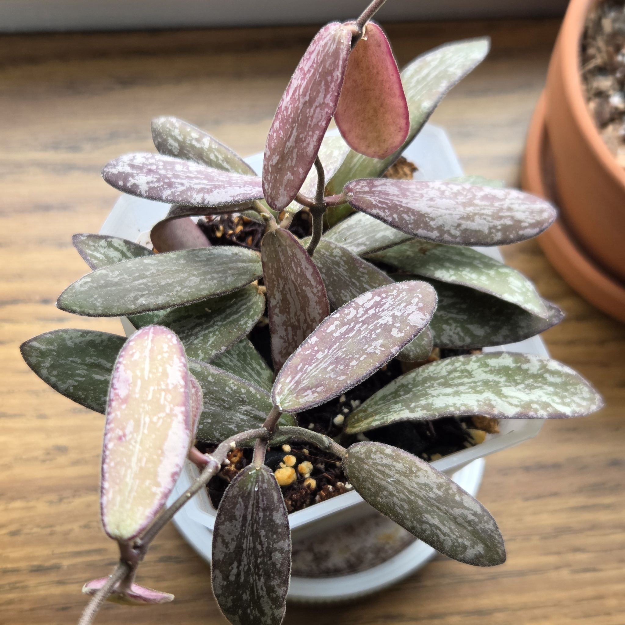 Photo of the plant species hoya sigillatis by @SuppleMoonglow named Baby Sig - MO on Greg, the plant care app