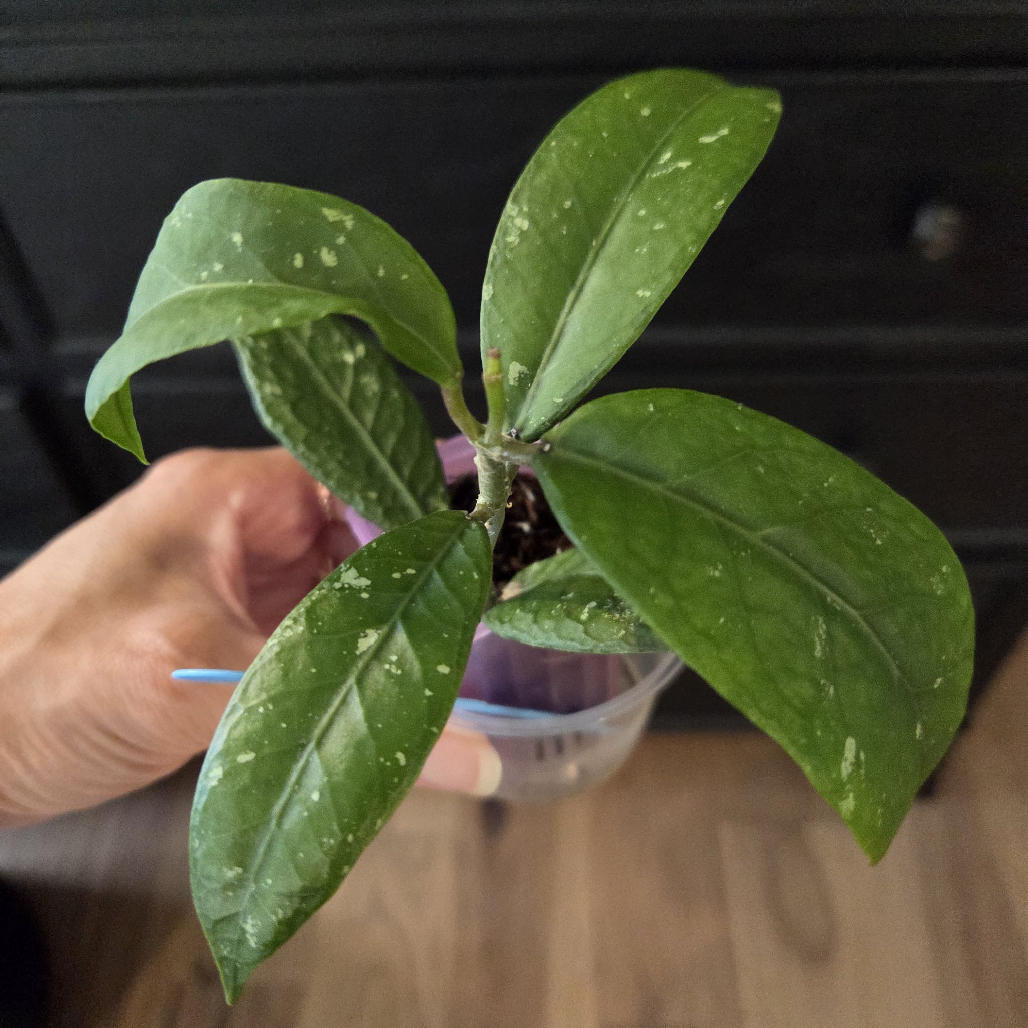 Photo of the plant species Hoya sp. Beneer Beru 'Jahul' by @SuppleMoonglow named Jahul on Greg, the plant care app