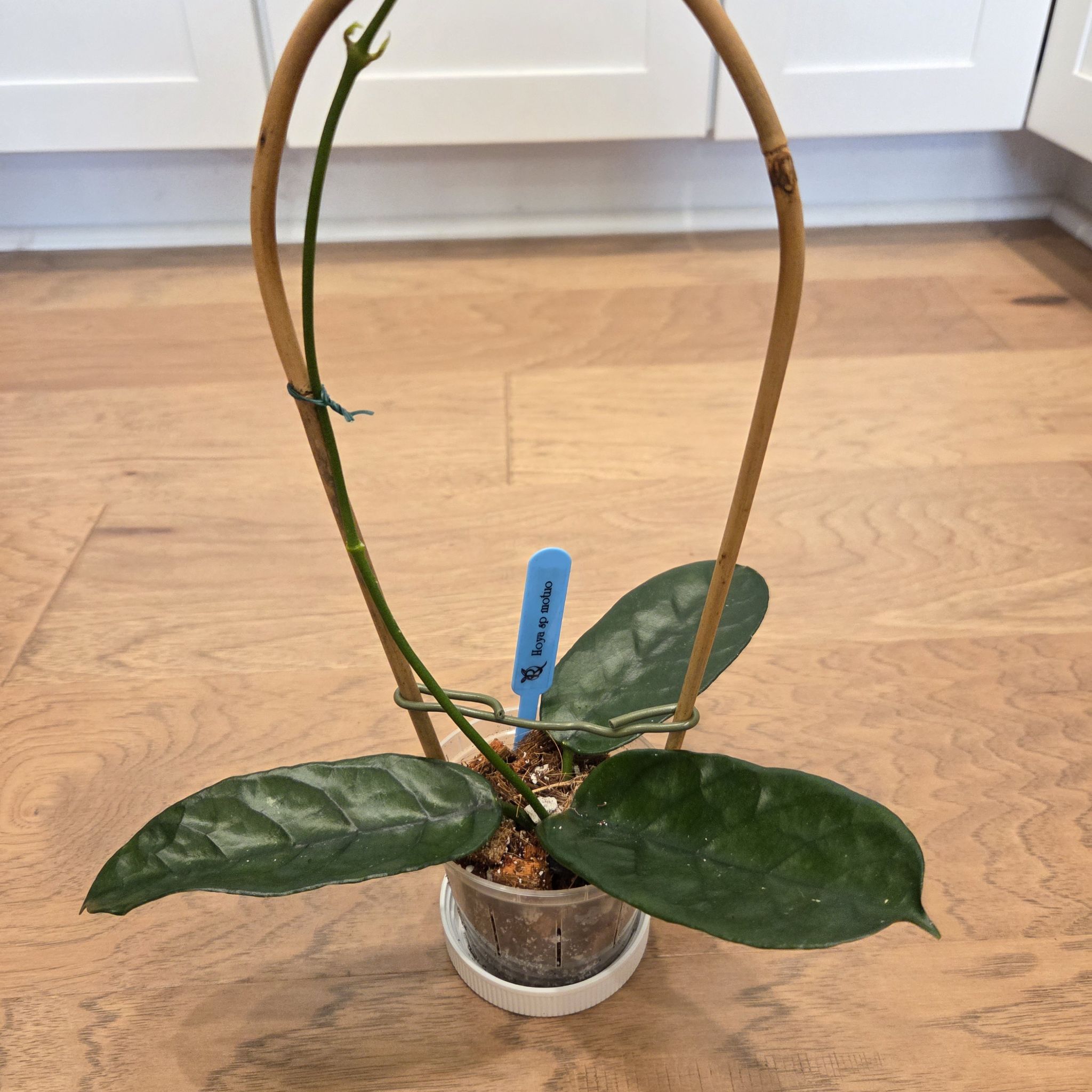 Photo of the plant species Hoya sp. 'Motuo' by @SuppleMoonglow named Motuo on Greg, the plant care app