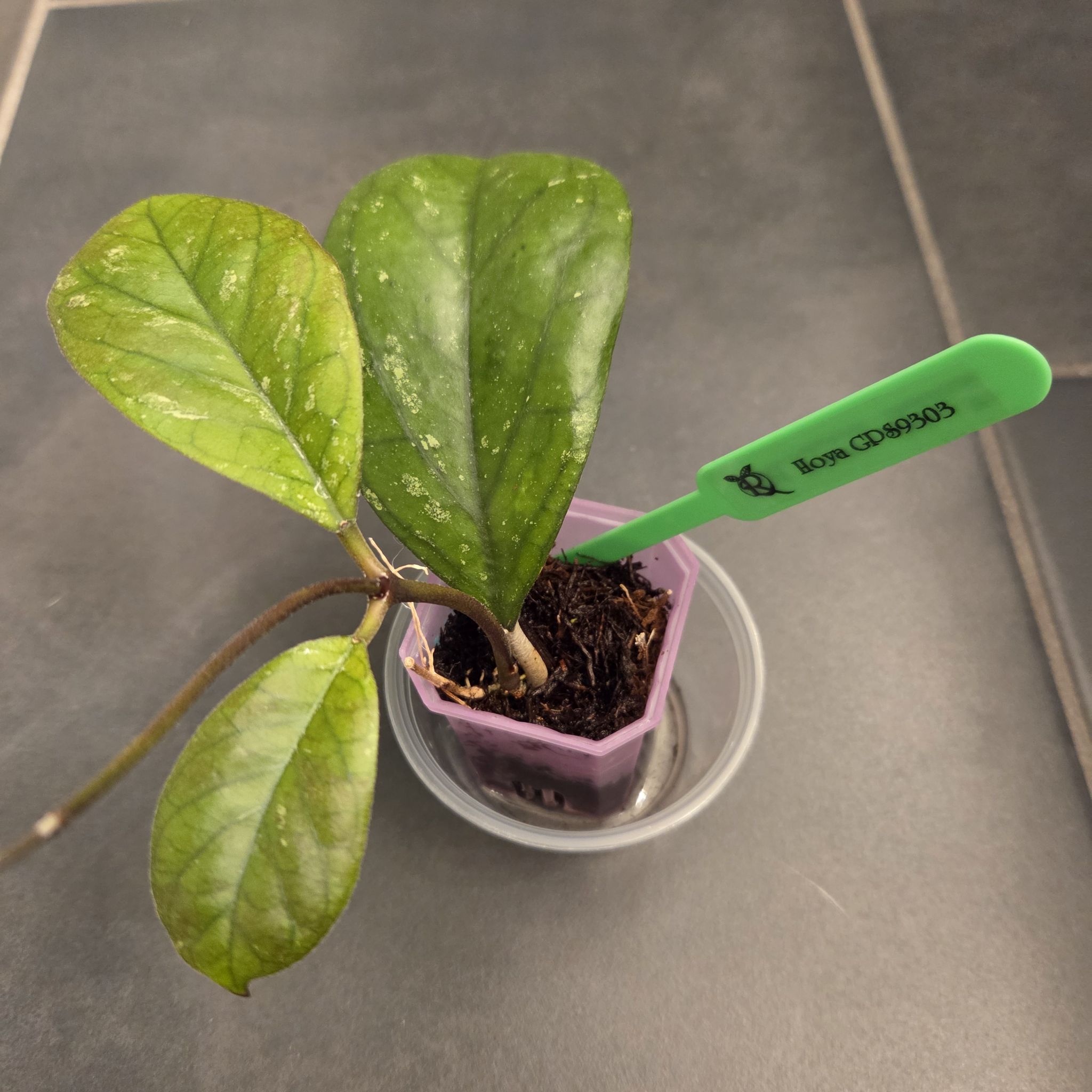 Photo of the plant species Hoya 'GPS 9303' by @SuppleMoonglow named GPS 9303 on Greg, the plant care app