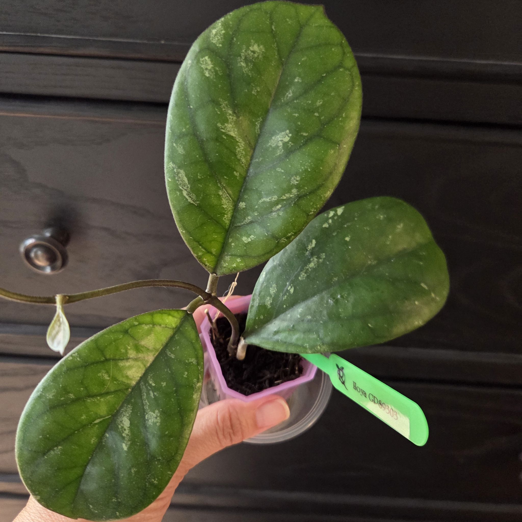 Photo of the plant species Hoya 'GPS 9303' by @SuppleMoonglow named GPS 9303 on Greg, the plant care app