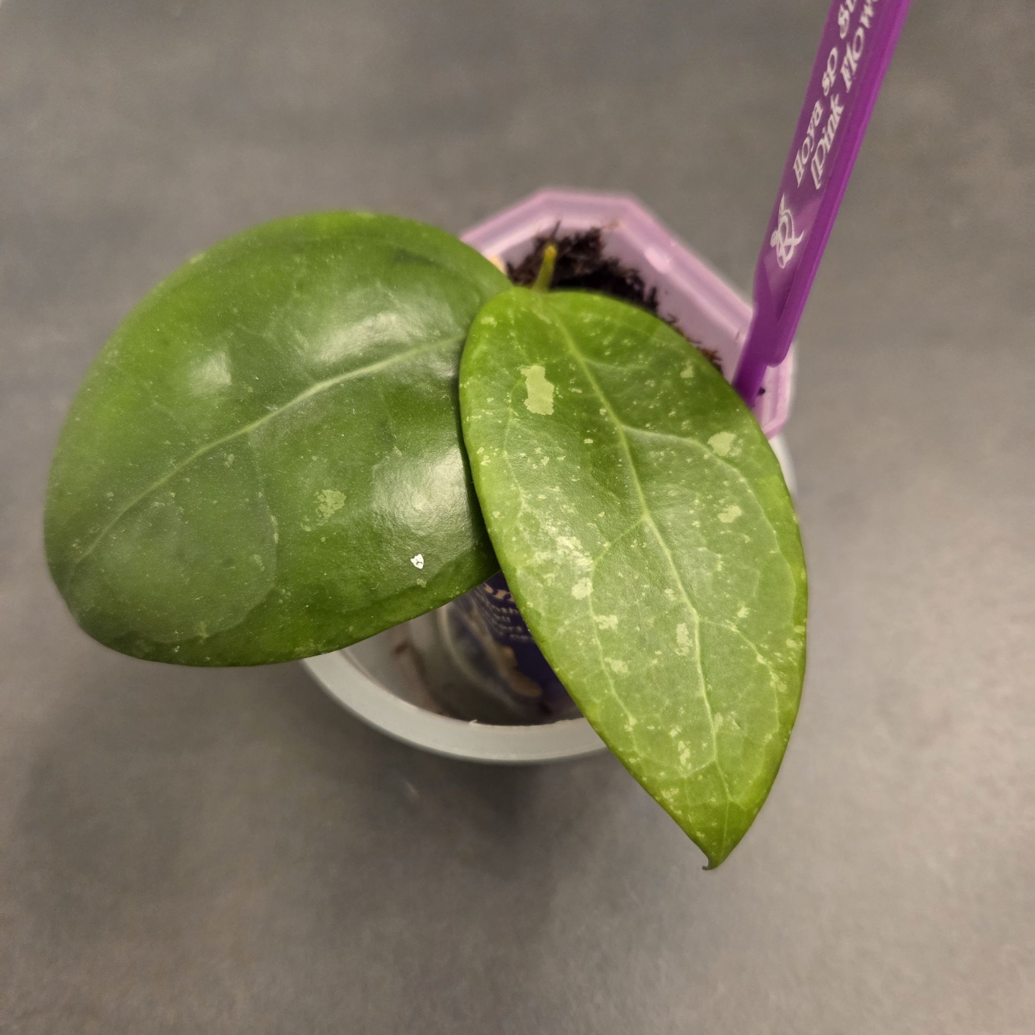 Photo of the plant species Hoya sp. 'Sumbawa' by @SuppleMoonglow named Sumbawa on Greg, the plant care app