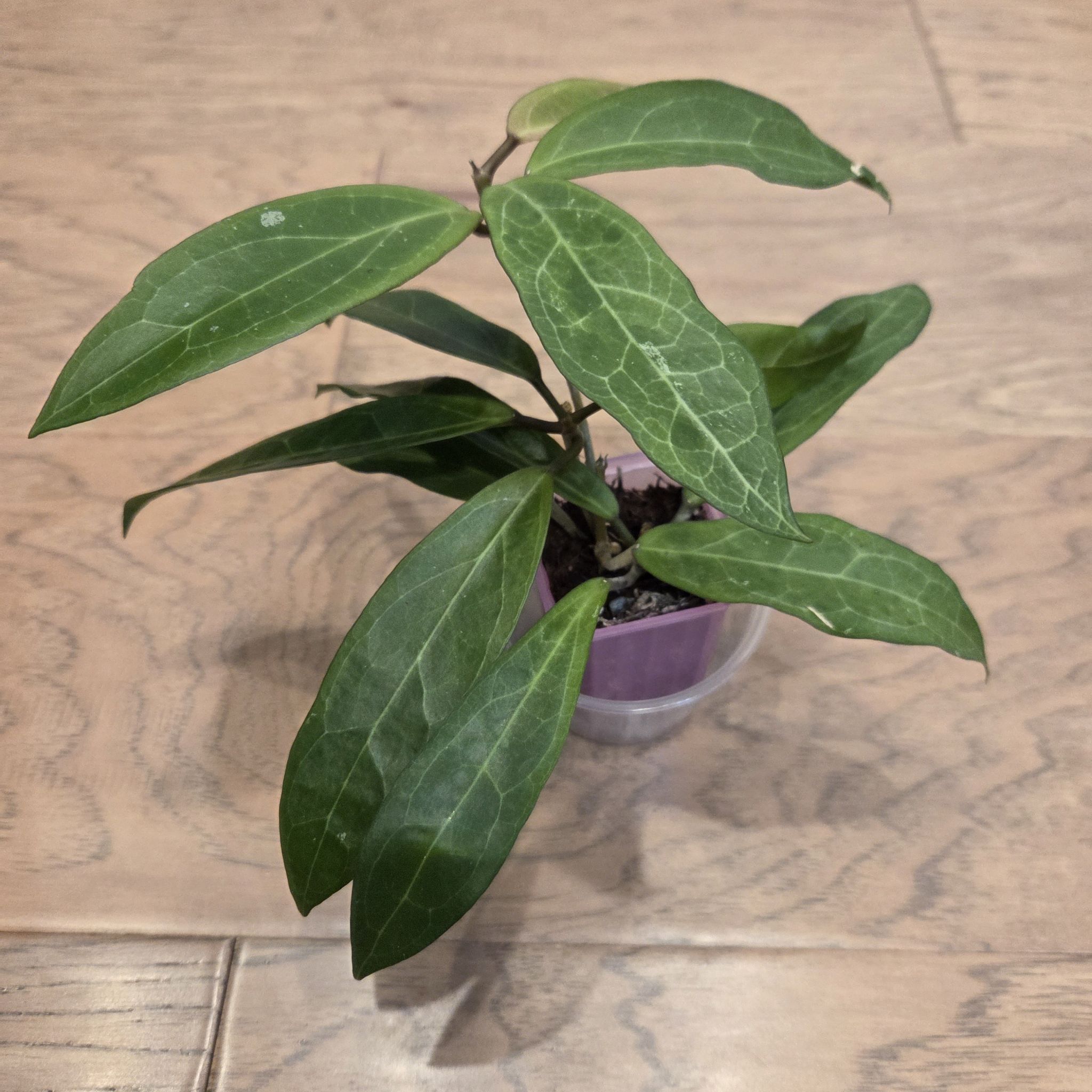 Photo of the plant species Hoya 'Love Affair' by @SuppleMoonglow named Love Affair on Greg, the plant care app