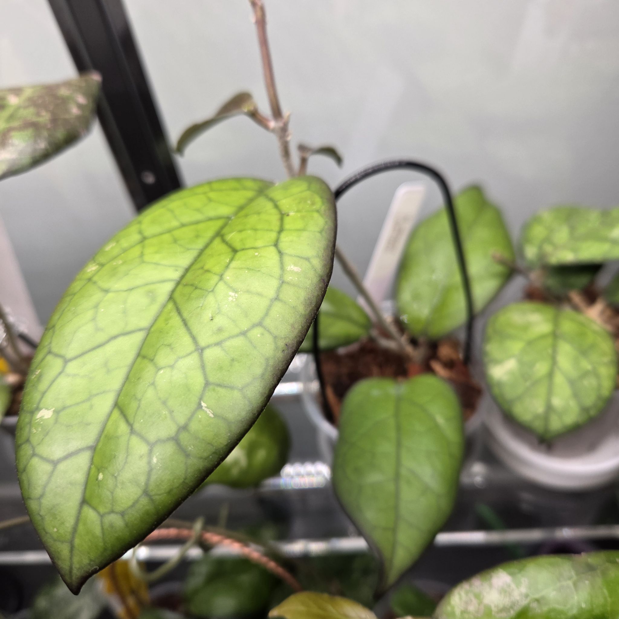 Photo of the plant species Hoya 'Mayumi' (UPT 002) by @SuppleMoonglow named Mayumi on Greg, the plant care app