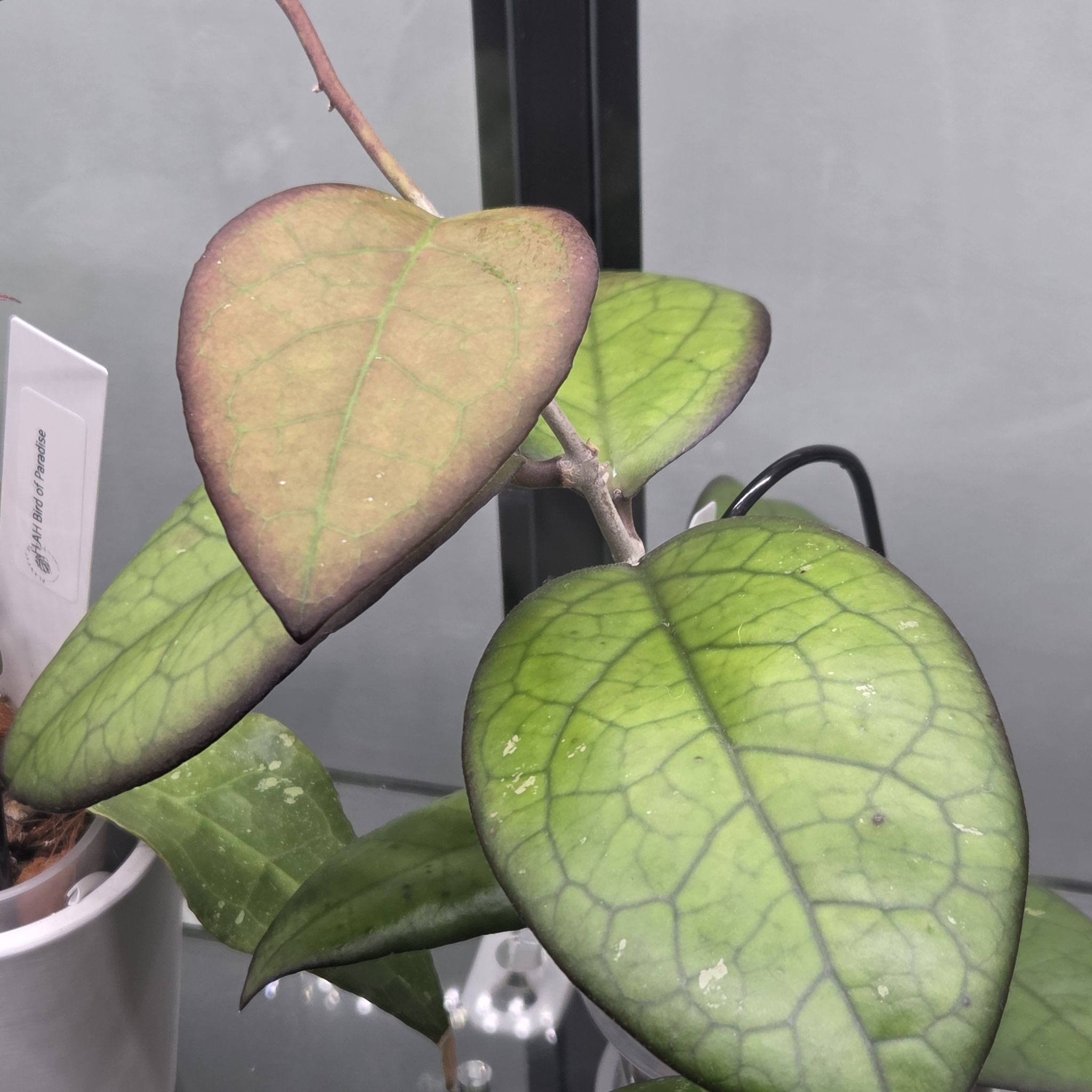 Photo of the plant species Hoya 'Mayumi' (UPT 002) by @SuppleMoonglow named Mayumi on Greg, the plant care app