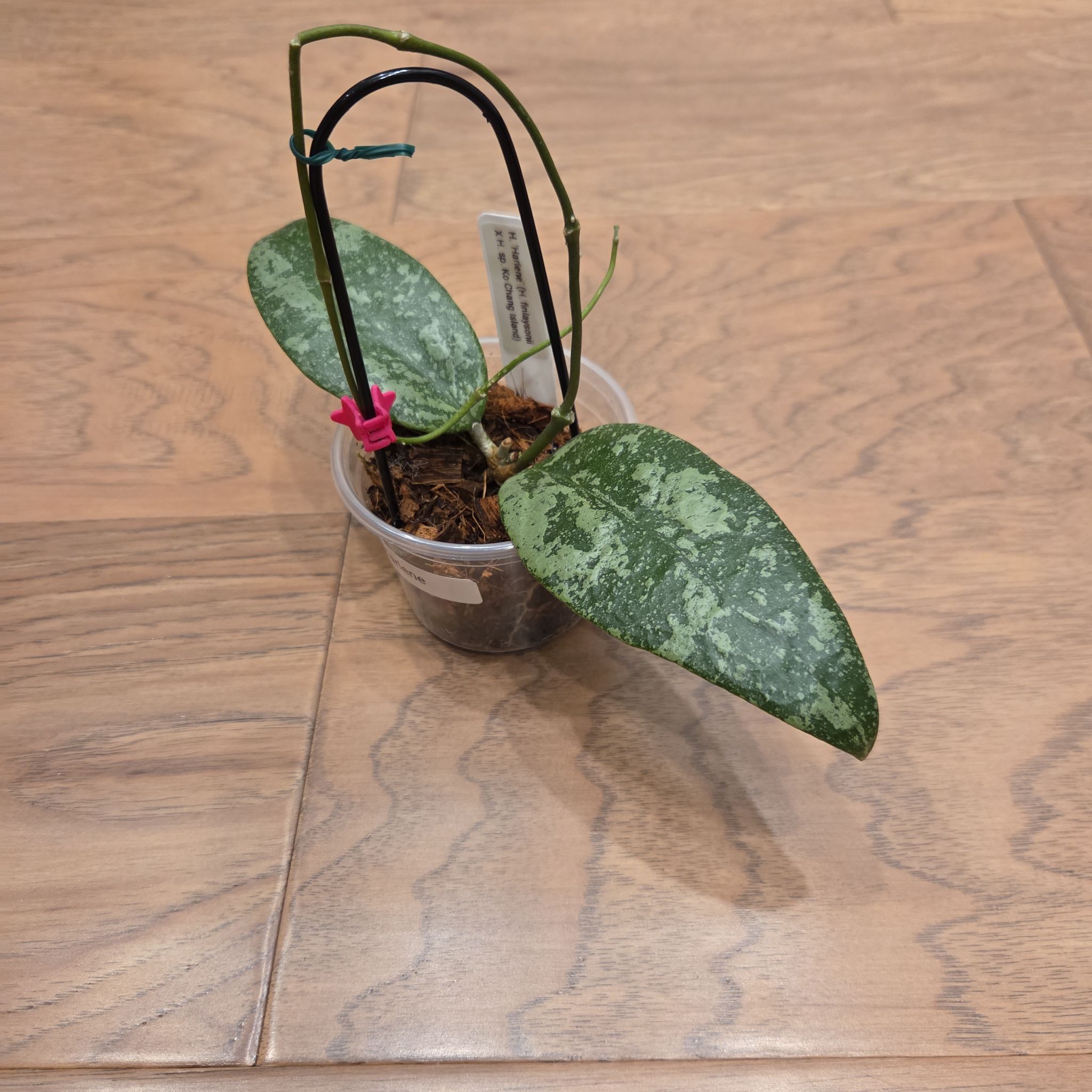 Photo of the plant species Hoya 'Harlene' by @SuppleMoonglow named Harlene on Greg, the plant care app