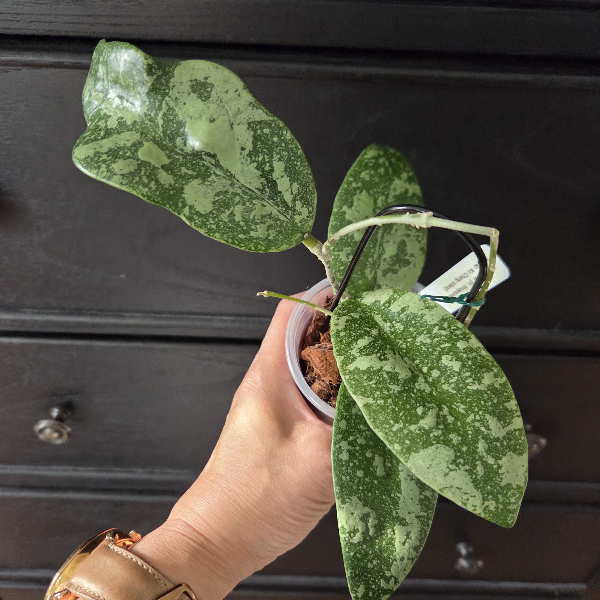 Photo of the plant species Hoya 'Harlene' by @SuppleMoonglow named Harlene on Greg, the plant care app
