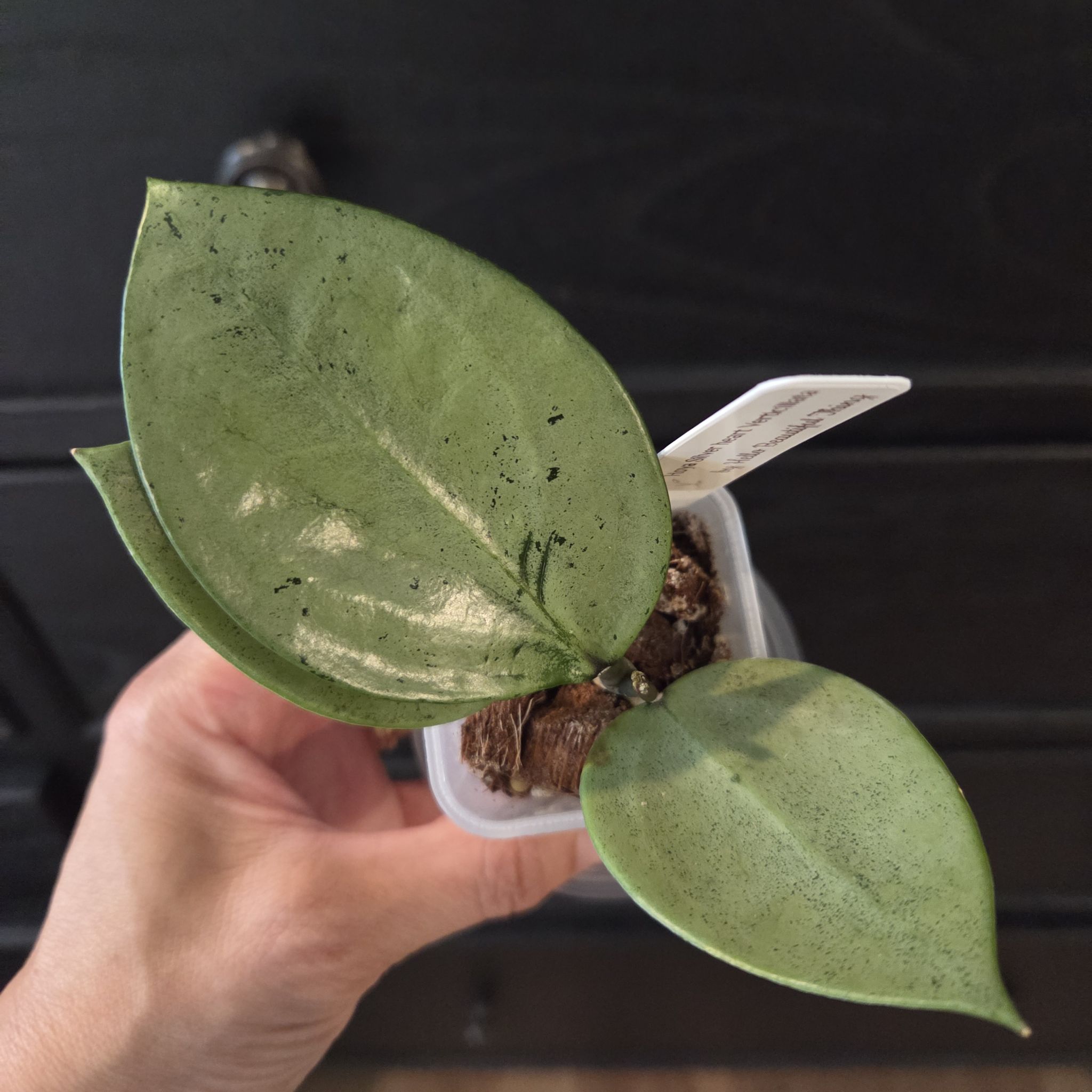 Photo of the plant species Hoya verticillata 'Silver Heart' by @SuppleMoonglow named Veronica on Greg, the plant care app
