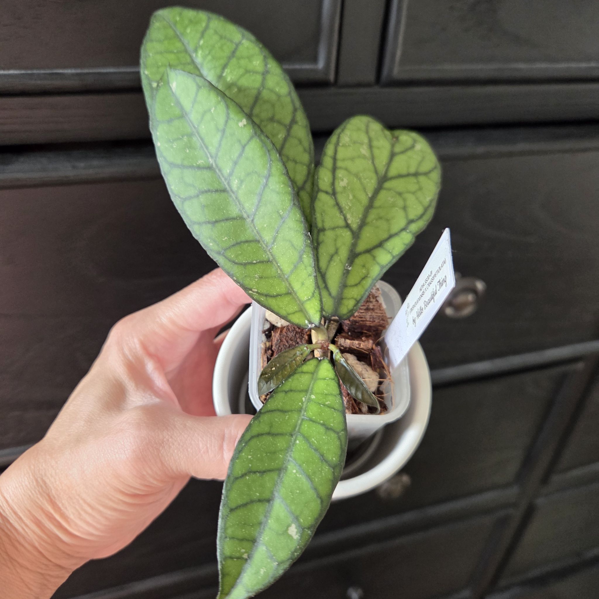 Photo of the plant species Hoya 'SS20-01' by @SuppleMoonglow named Stacy on Greg, the plant care app