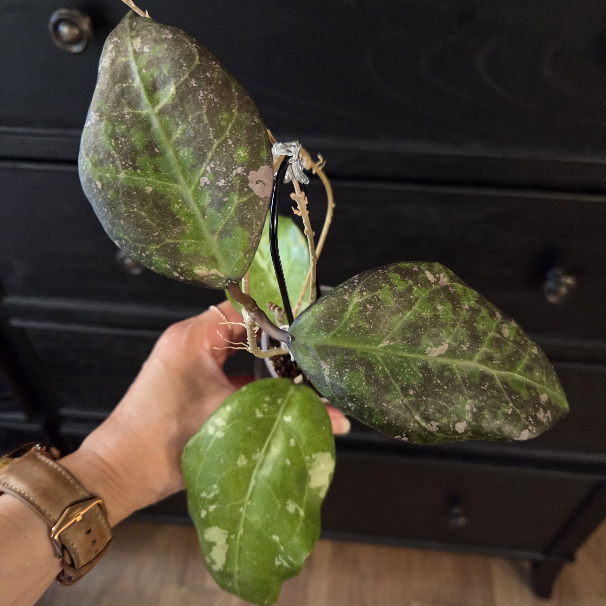 Photo of the plant species Hoya AH 'Bird of Paradise' by @SuppleMoonglow named Birdie on Greg, the plant care app