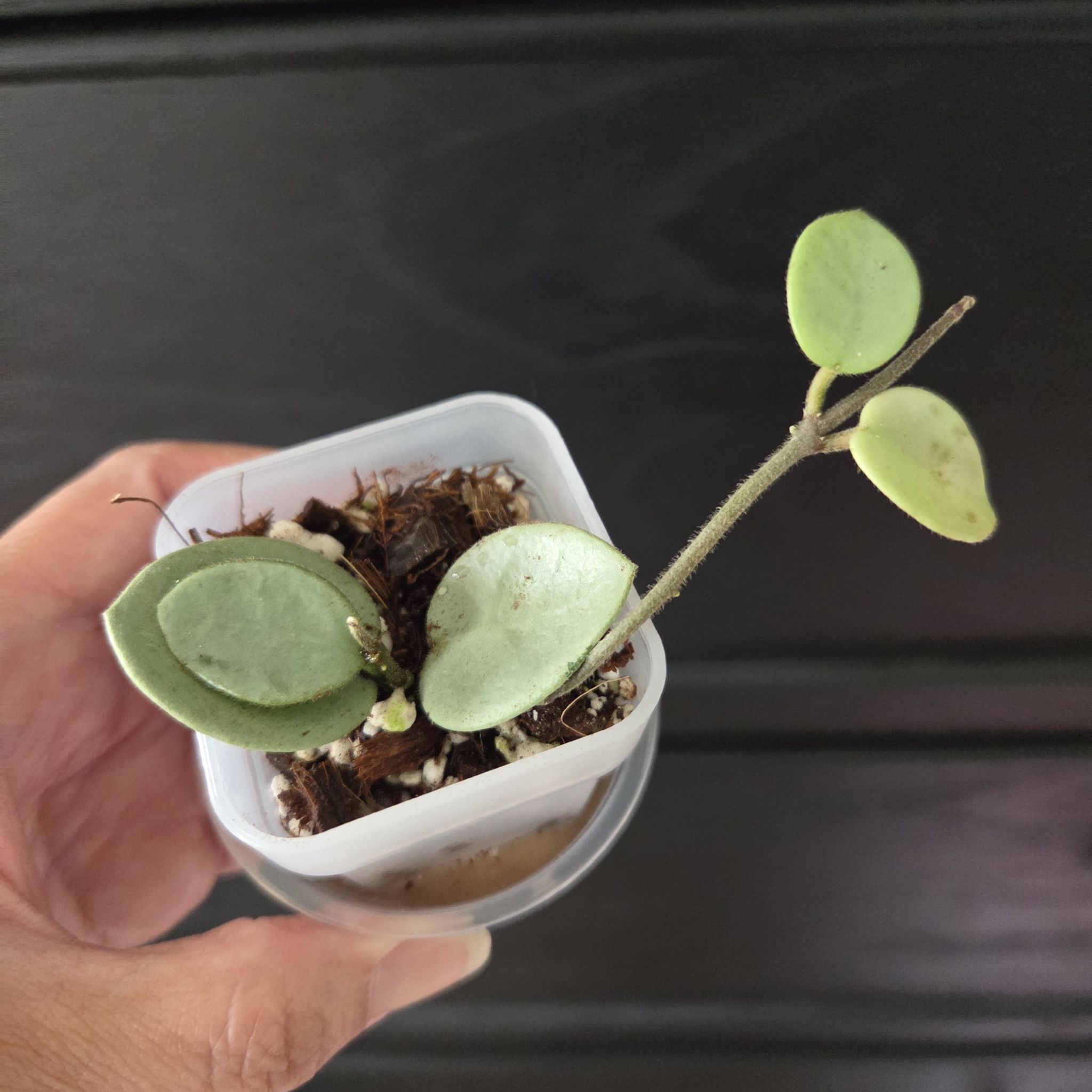 Photo of the plant species Hoya 'Grey Fairy' by @SuppleMoonglow named Faye on Greg, the plant care app