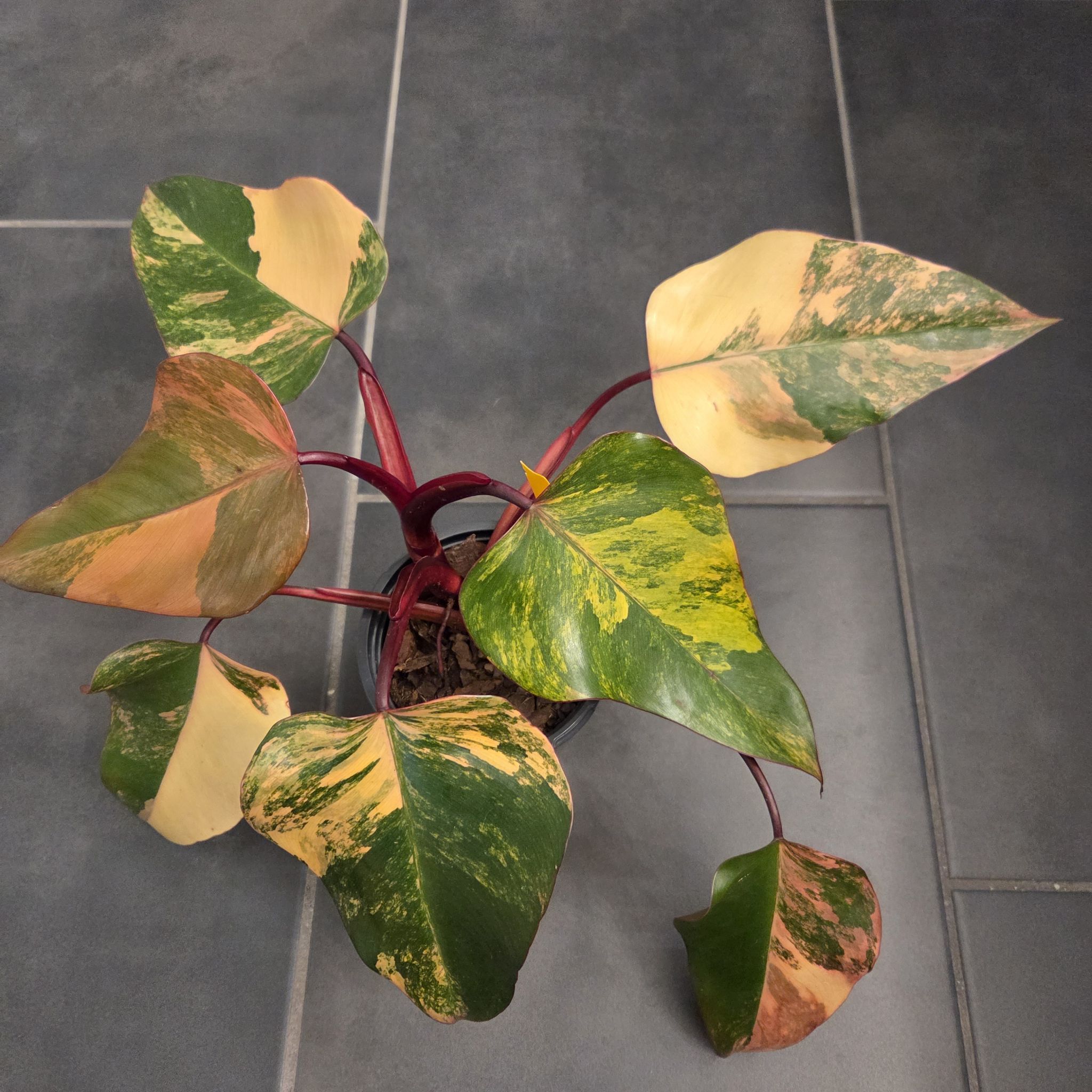 Photo of the plant species Strawberry Shake Philodendron by @SuppleMoonglow named Strawberry Shake on Greg, the plant care app