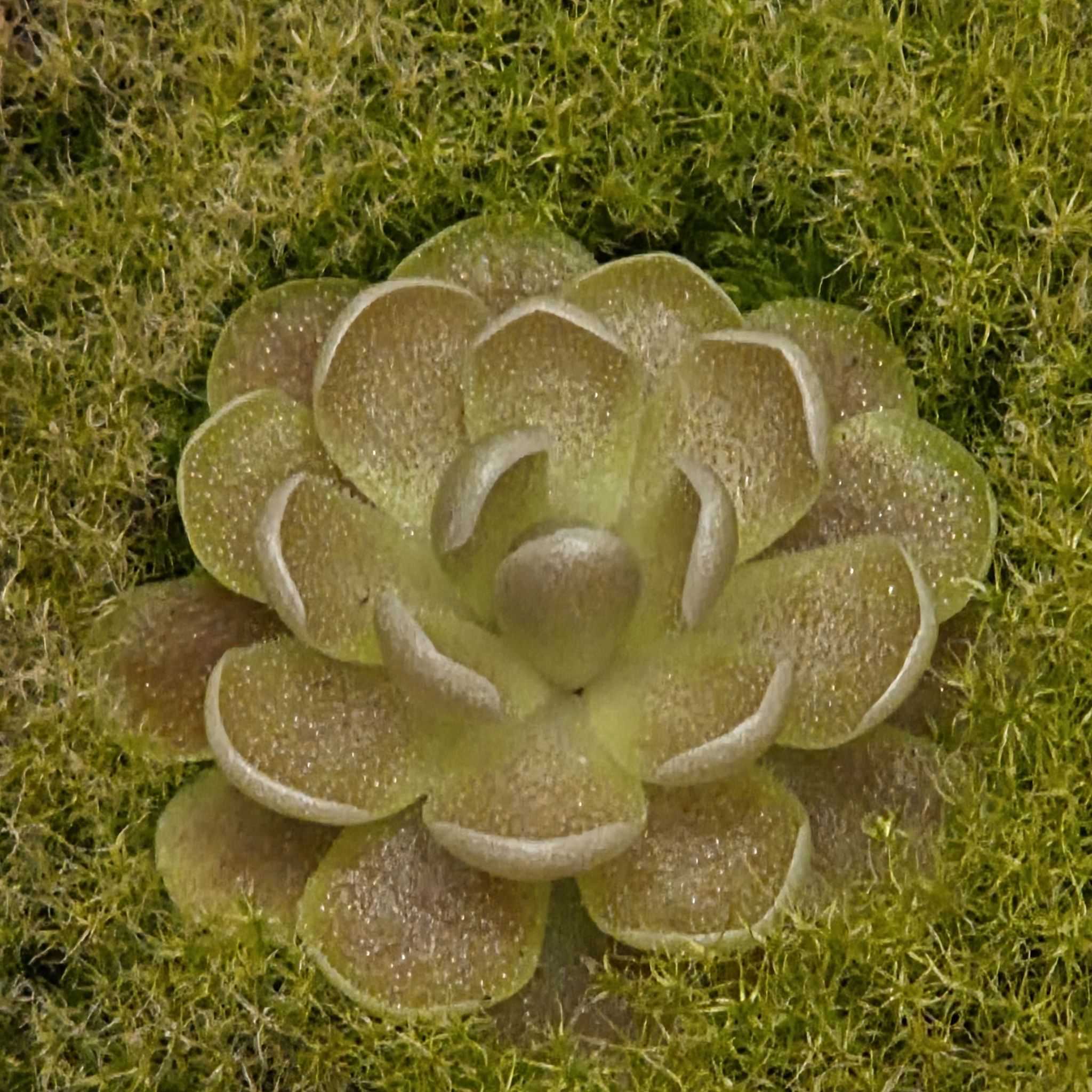 Photo of the plant species Mexican Butterwort by @SuppleMoonglow named Victoria on Greg, the plant care app