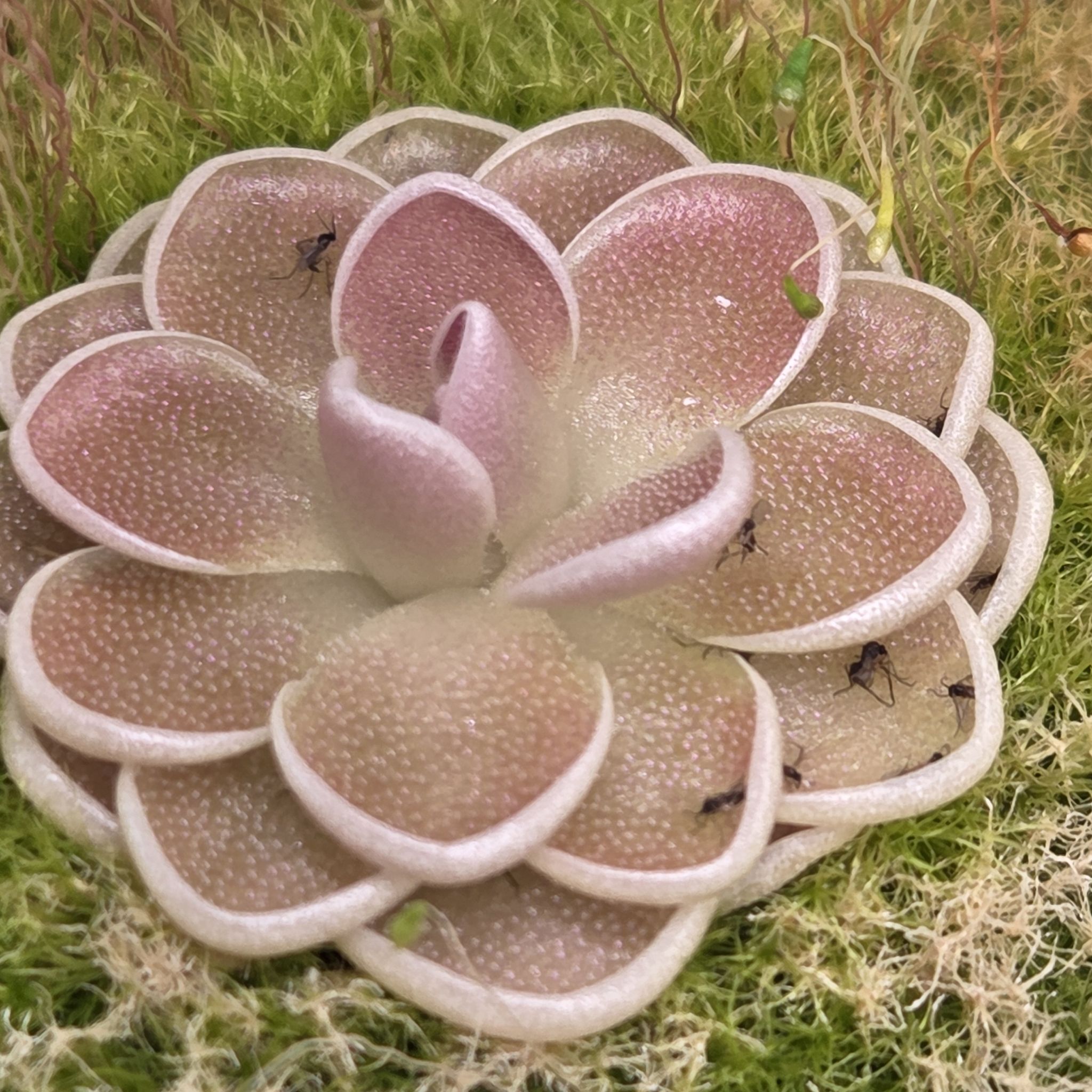 Photo of the plant species Mexican Butterwort by @SuppleMoonglow named Victoria on Greg, the plant care app