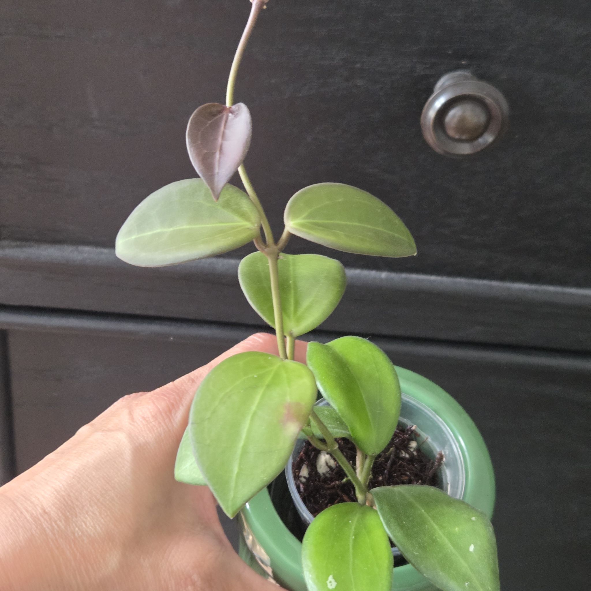 Photo of the plant species Hoya 'Aramelon' (UPT 012) by @SuppleMoonglow named Aramelon on Greg, the plant care app