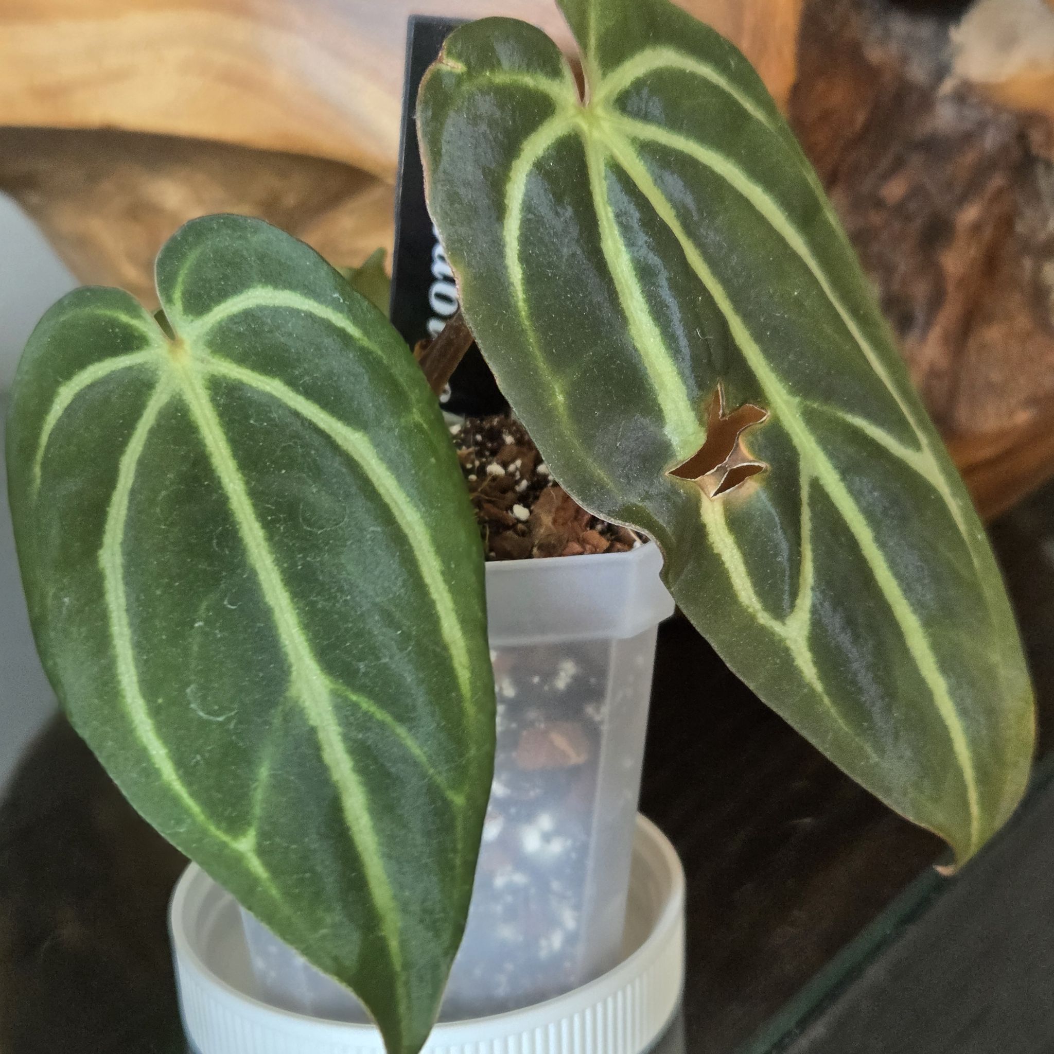 Photo of the plant species Anthurium 'Carla Black' by @SuppleMoonglow named Carla on Greg, the plant care app