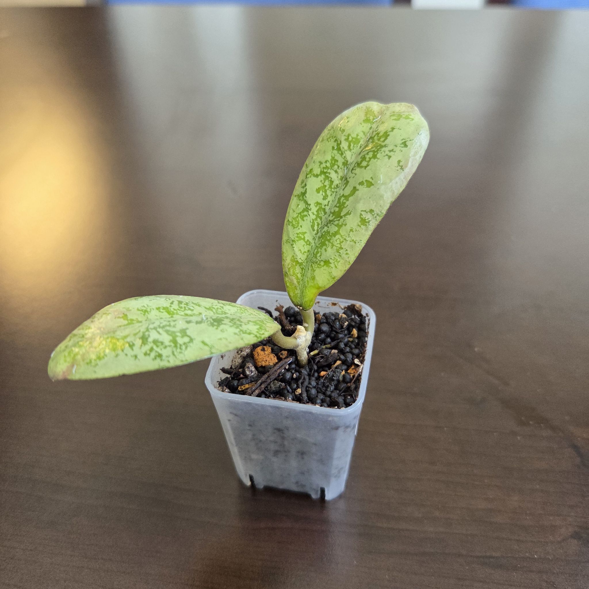 Photo of the plant species Hoya 'Lorelai' by @SuppleMoonglow named Lorelai on Greg, the plant care app