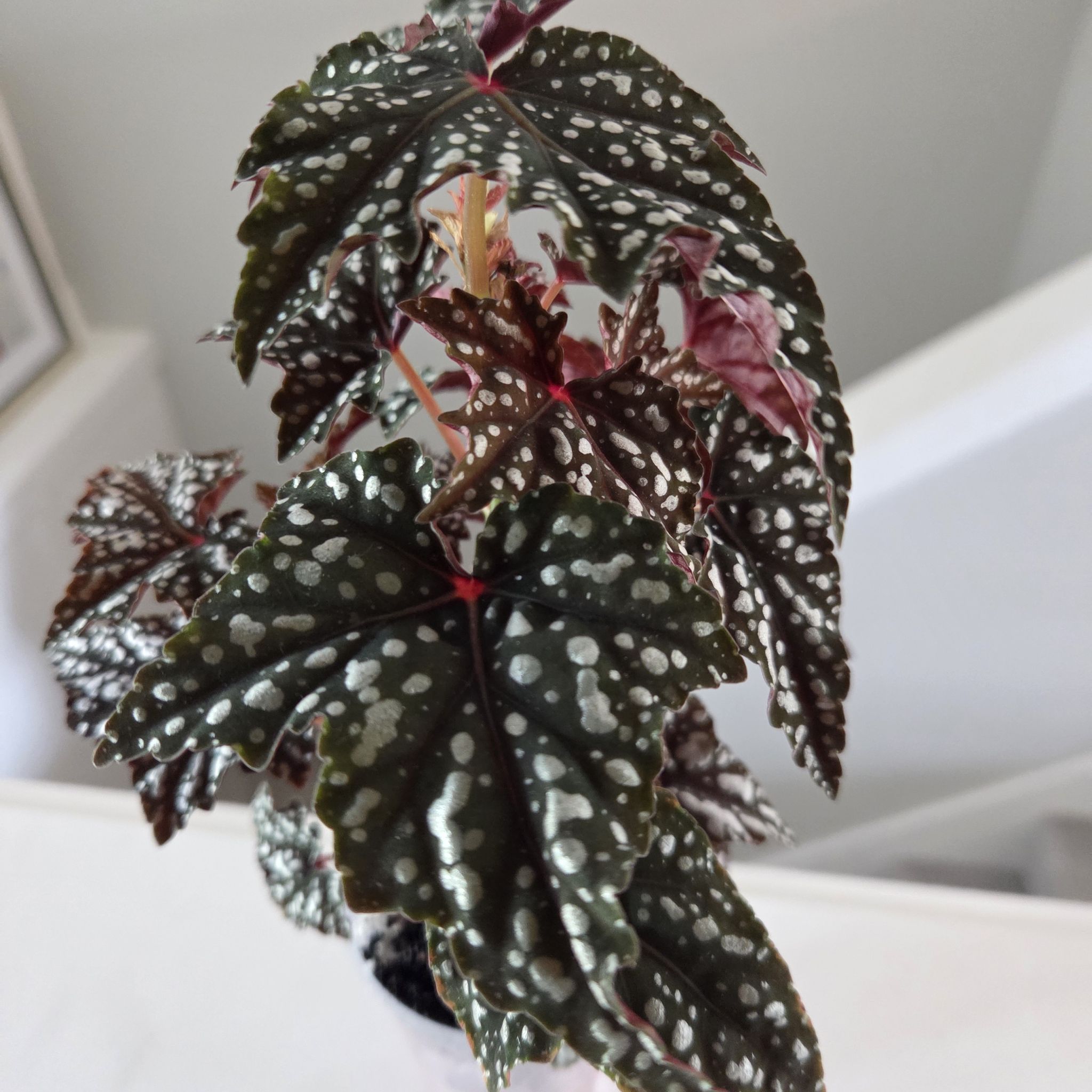 Photo of the plant species Begonia by @SuppleMoonglow named Cecelia on Greg, the plant care app