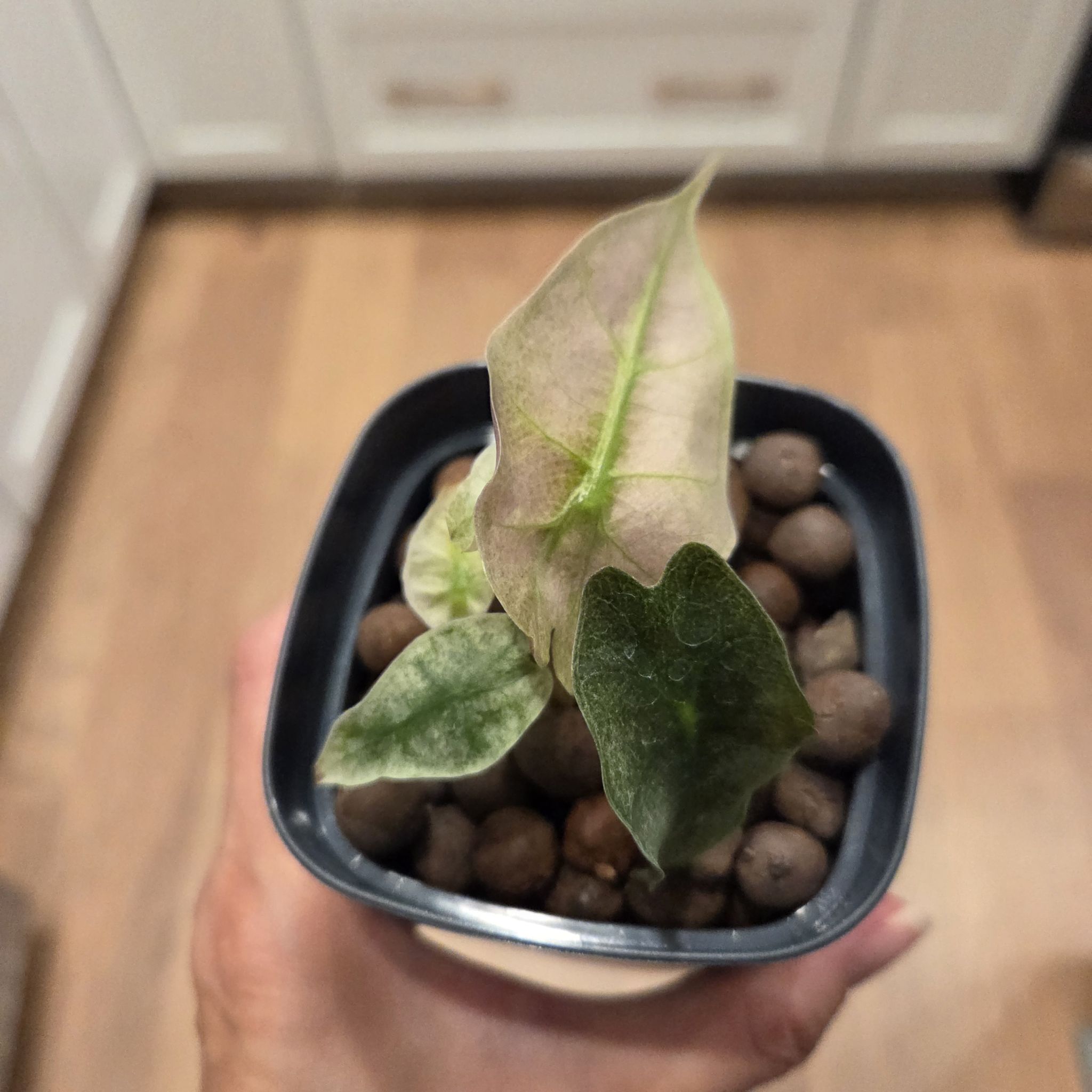 Photo of the plant species Alocasia Polly Pink Mint by @SuppleMoonglow named Pink Polly Mint on Greg, the plant care app