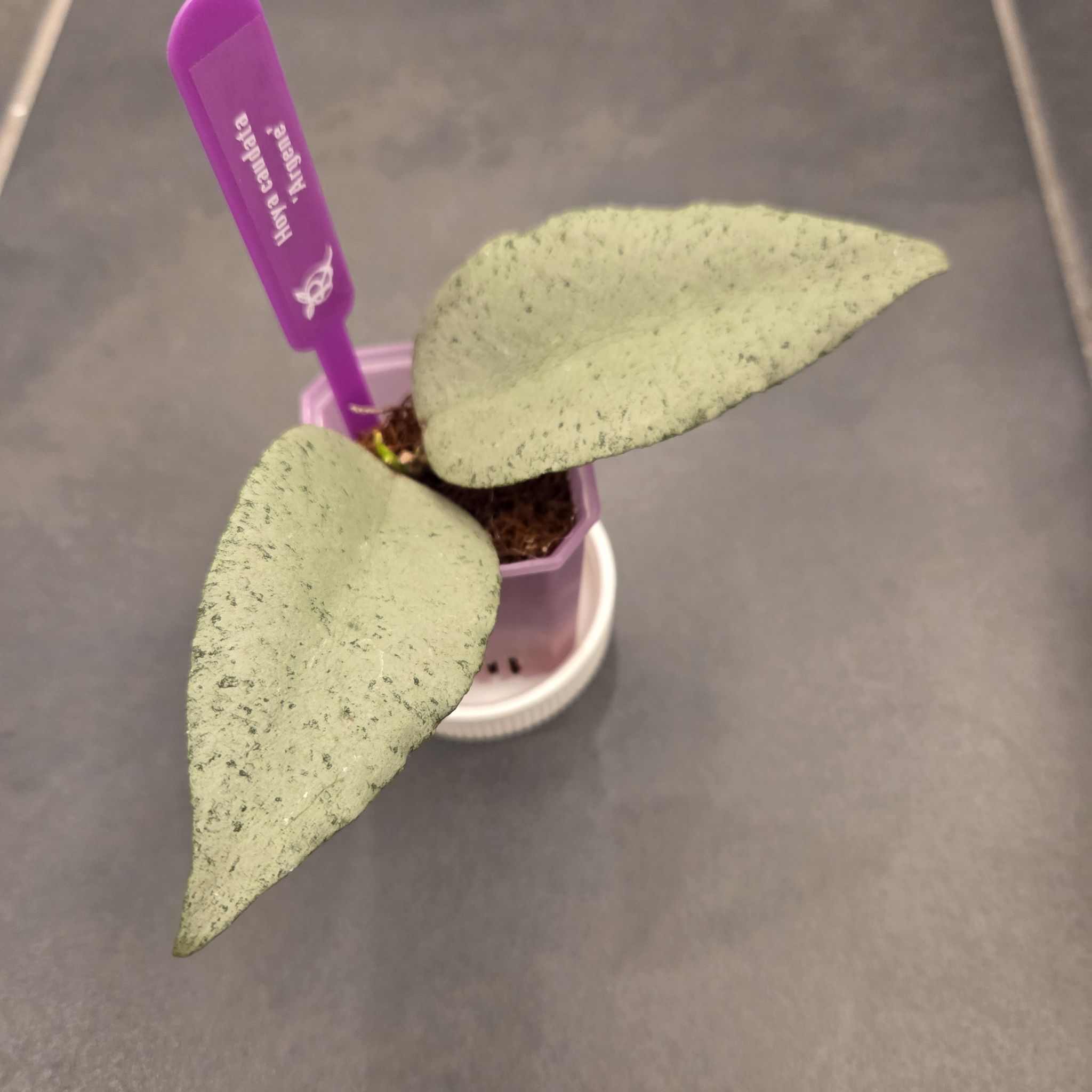Photo of the plant species Hoya caudata 'Argene' by @SuppleMoonglow named Argene on Greg, the plant care app