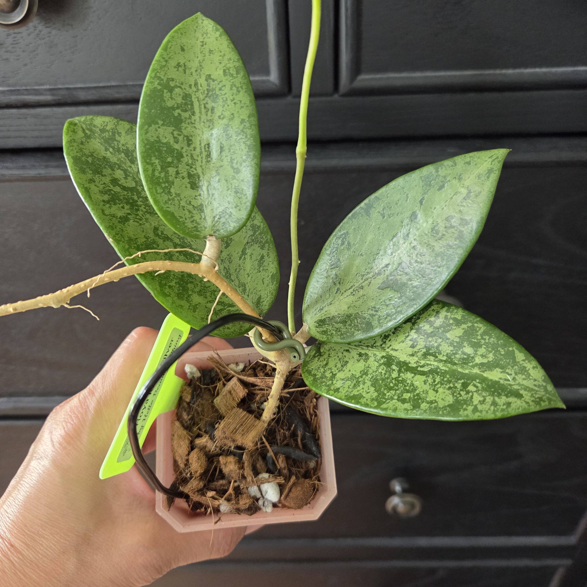 Photo of the plant species Hoya 'Rime' Splash by @SuppleMoonglow named Lee Ann on Greg, the plant care app