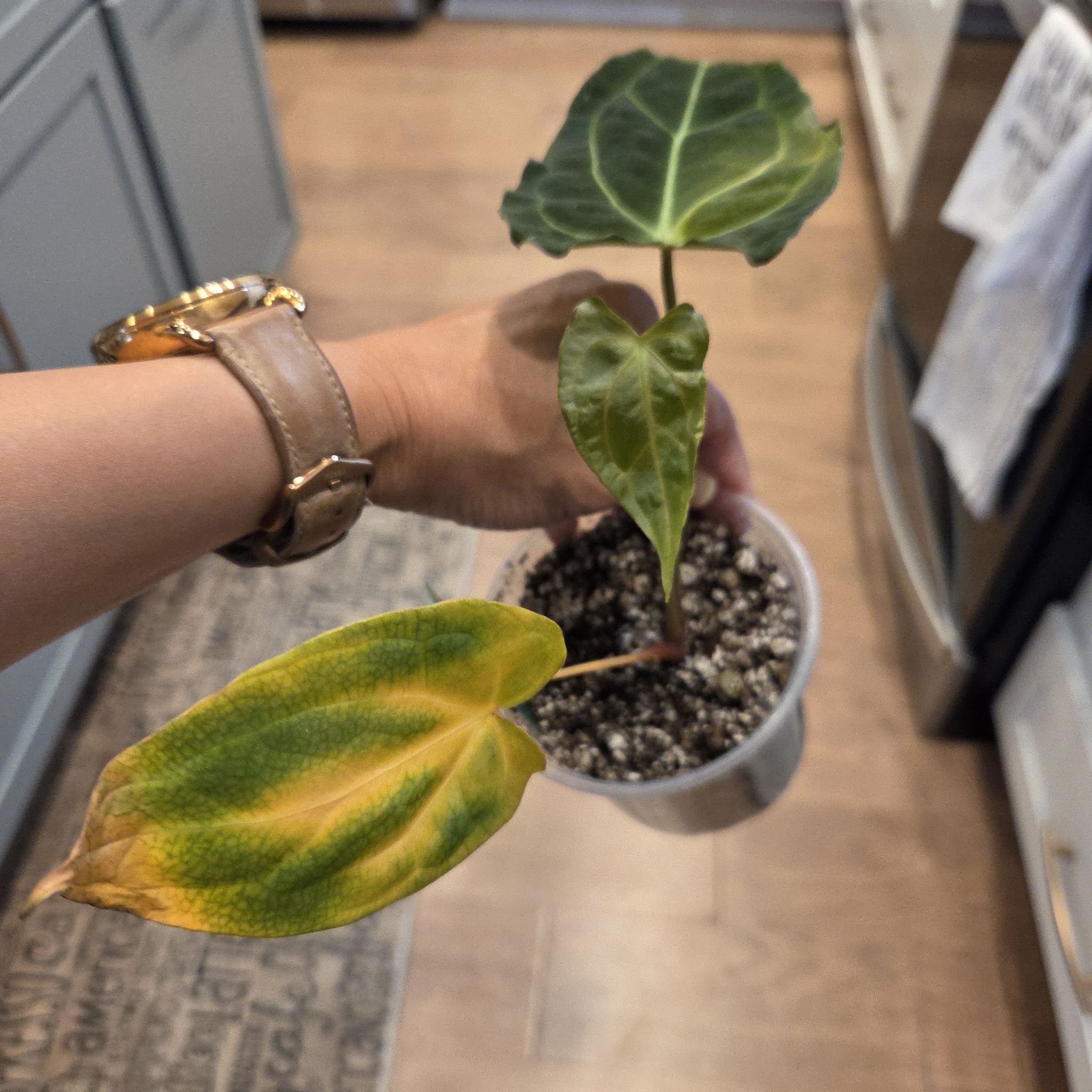 Photo of the plant species Assorted Anthurium by @SuppleMoonglow named Fat Facehugger on Greg, the plant care app