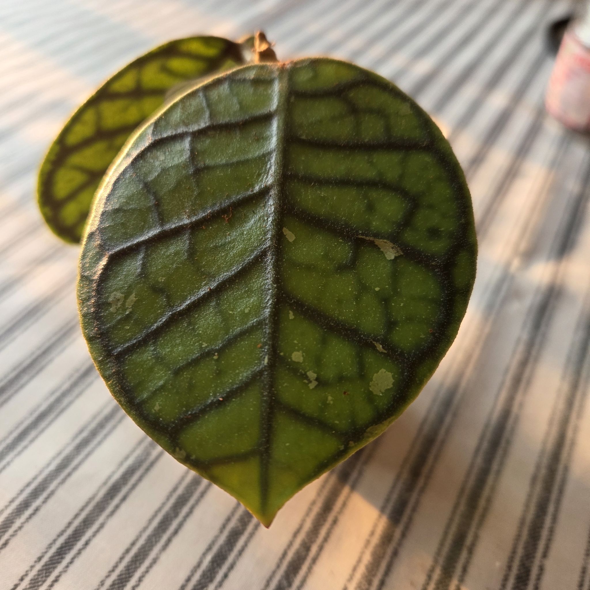 Photo of the plant species Hoya callistophylla 'Chibi' by @SuppleMoonglow named Chibi on Greg, the plant care app