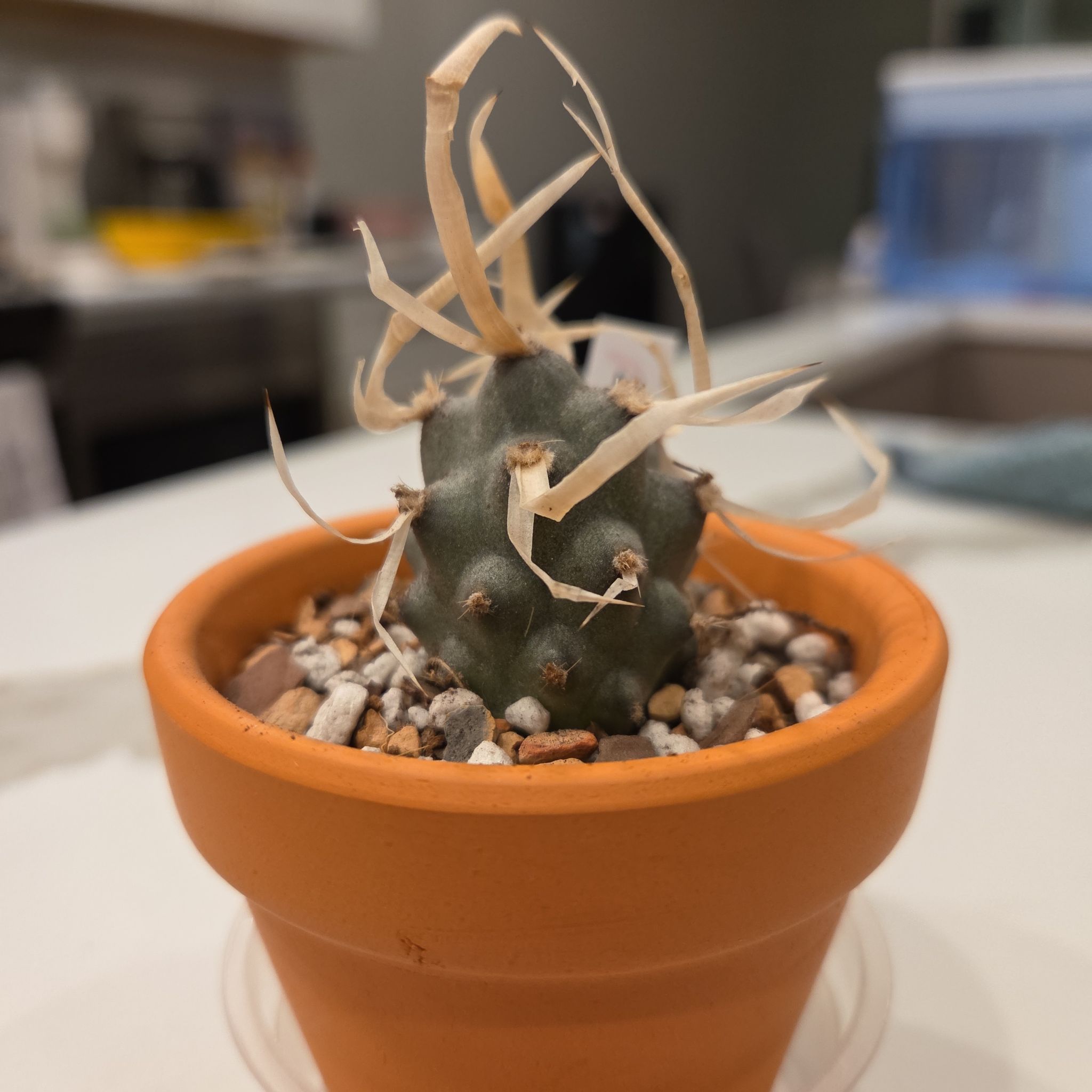 Photo of the plant species Paper Spine Cactus by @SuppleMoonglow named Paper spine 1 on Greg, the plant care app