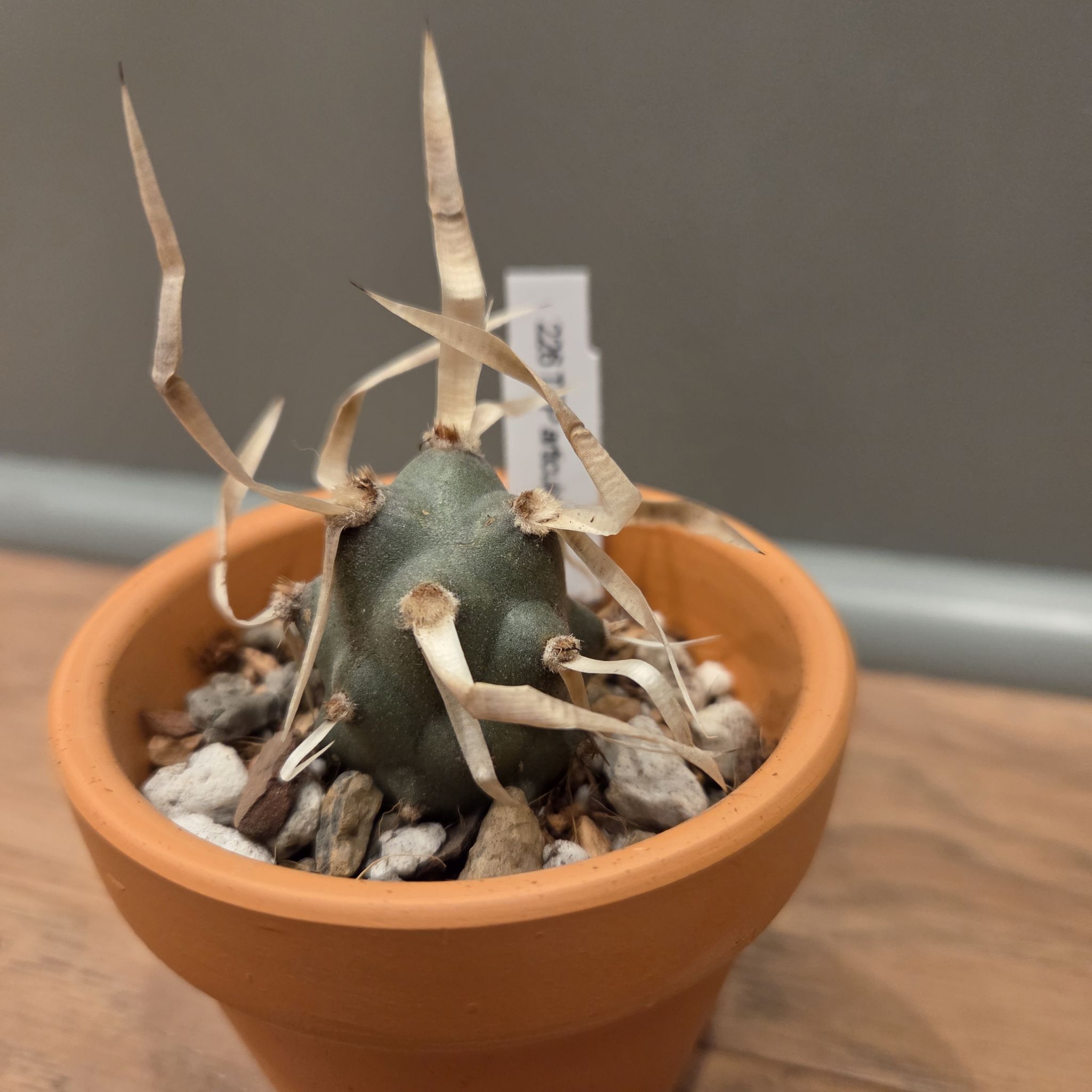 Photo of the plant species Paper Spine Cactus by @SuppleMoonglow named Paper spine 2 on Greg, the plant care app