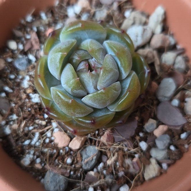 Photo of the plant species Echeveria 'dark opal' by @SuppleMoonglow named Opal on Greg, the plant care app