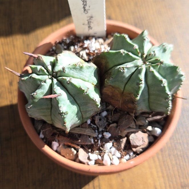 Photo of the plant species Euphorbia horrida var. major 'Nova' by @SuppleMoonglow named Stephen on Greg, the plant care app