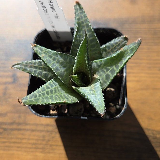 Photo of the plant species Haworthia venosa by @SuppleMoonglow named Jesselata on Greg, the plant care app