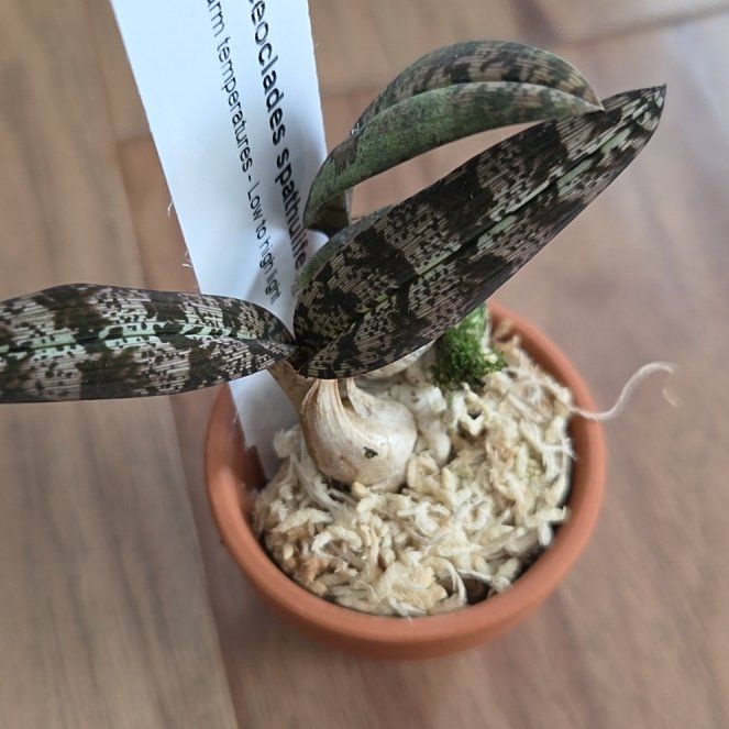 Photo of the plant species Snake Orchid by @SuppleMoonglow named *Kadru on Greg, the plant care app