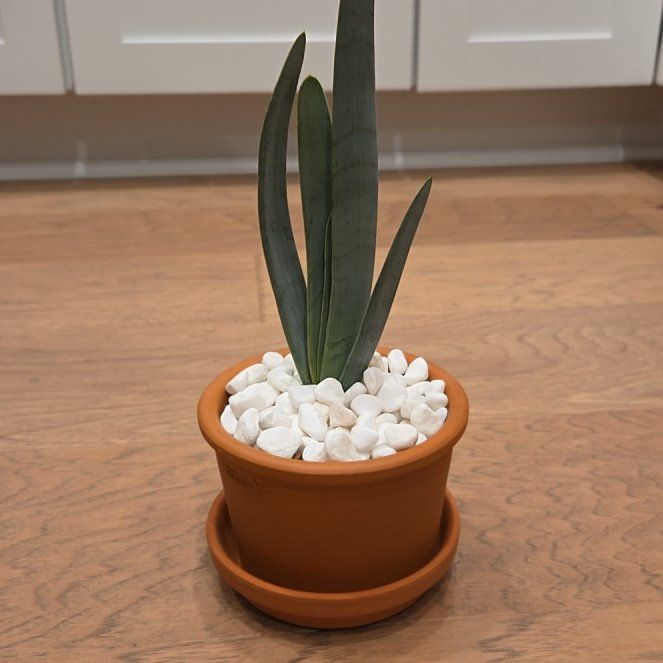 Photo of the plant species Kumara plicatilis by @SuppleMoonglow named Kumar on Greg, the plant care app