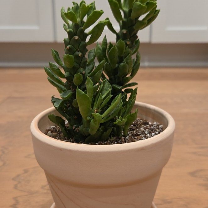 Photo of the plant species sausage plant by @SuppleMoonglow named Purnell on Greg, the plant care app