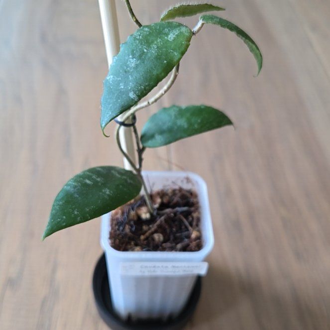 Photo of the plant species Hoya caudata sp. Mentawai by @SuppleMoonglow named Mentawi on Greg, the plant care app