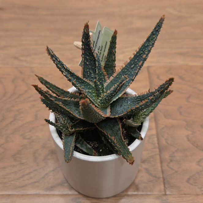 Photo of the plant species Aloe 'Purple Haze' by @SuppleMoonglow named Hendrix on Greg, the plant care app