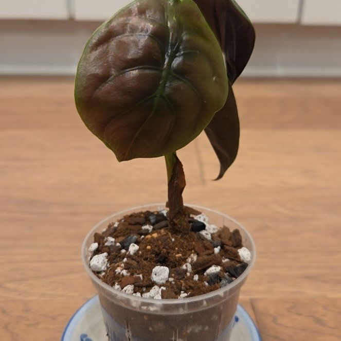Photo of the plant species Alocasia Red Cuprea by @SuppleMoonglow named Cuprea on Greg, the plant care app