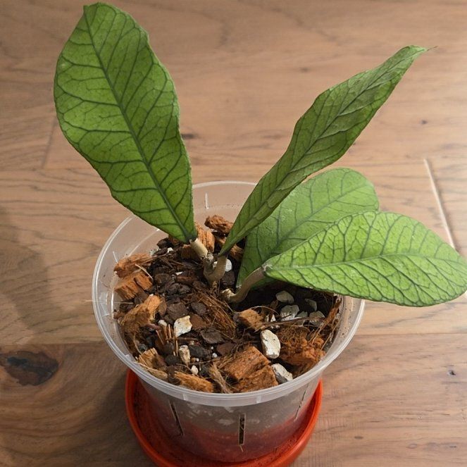 Photo of the plant species Hoya Sabah by @SuppleMoonglow named Sabah - home on Greg, the plant care app