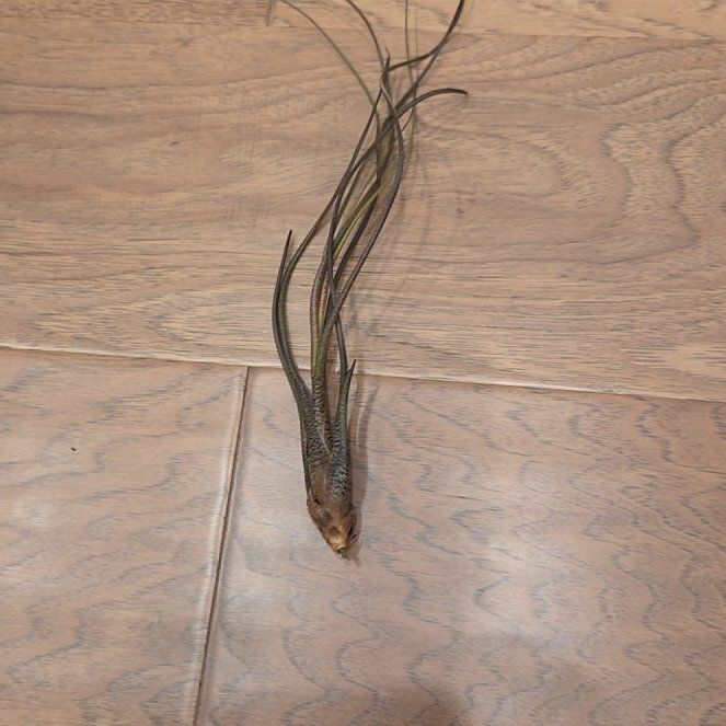 Photo of the plant species Tillandsia butzii by @SuppleMoonglow named Butzii on Greg, the plant care app