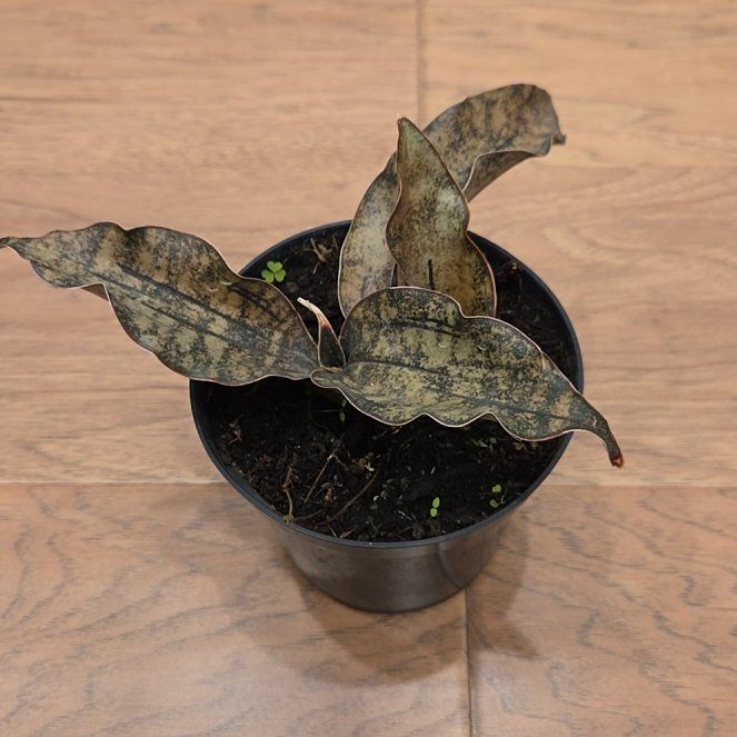 Photo of the plant species Sansevieria Kirkii Coppertone by @SuppleMoonglow named Coppertone on Greg, the plant care app