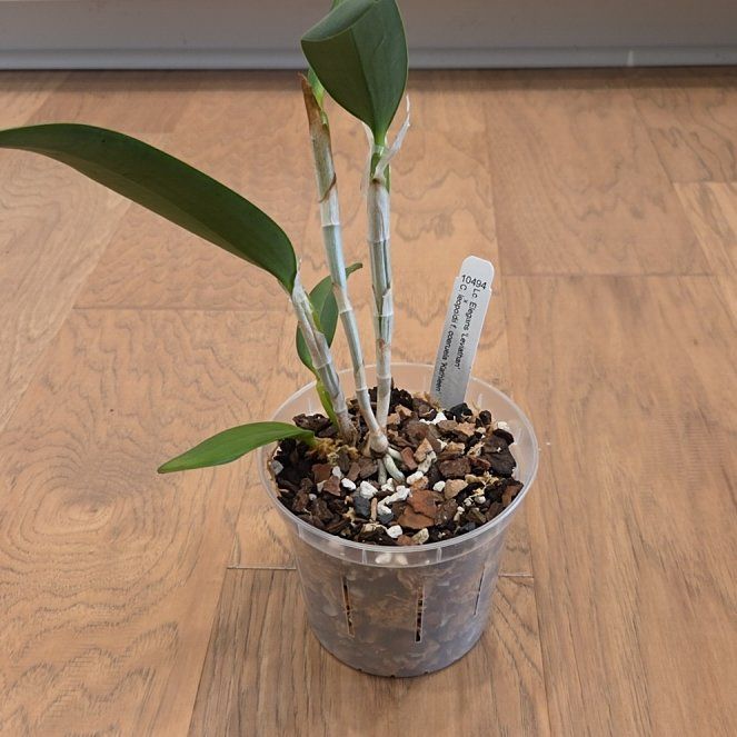 Photo of the plant species Cattleya Orchid by @SuppleMoonglow named SVO 'Leviathan' x 'Kathleen' on Greg, the plant care app